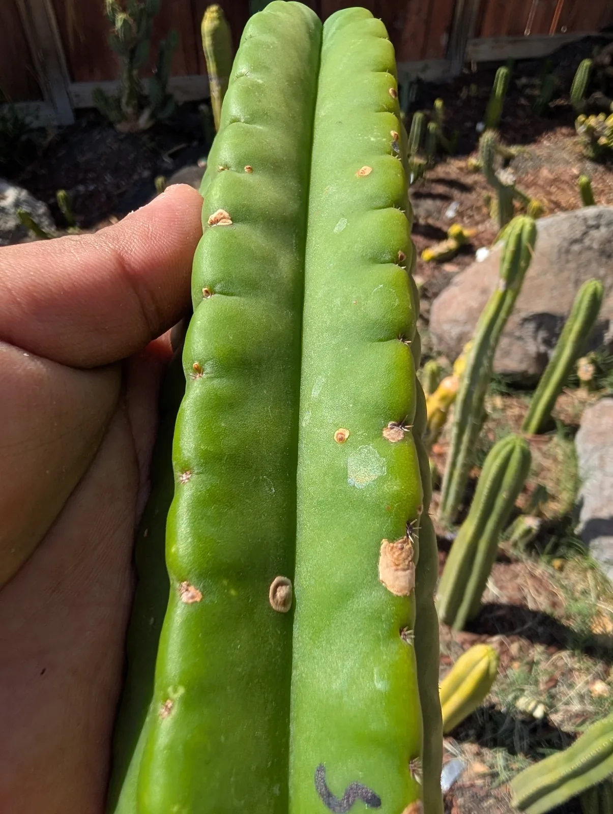 Scopulicola eBay Clone A, scopulicola cutting, grown in the yard.