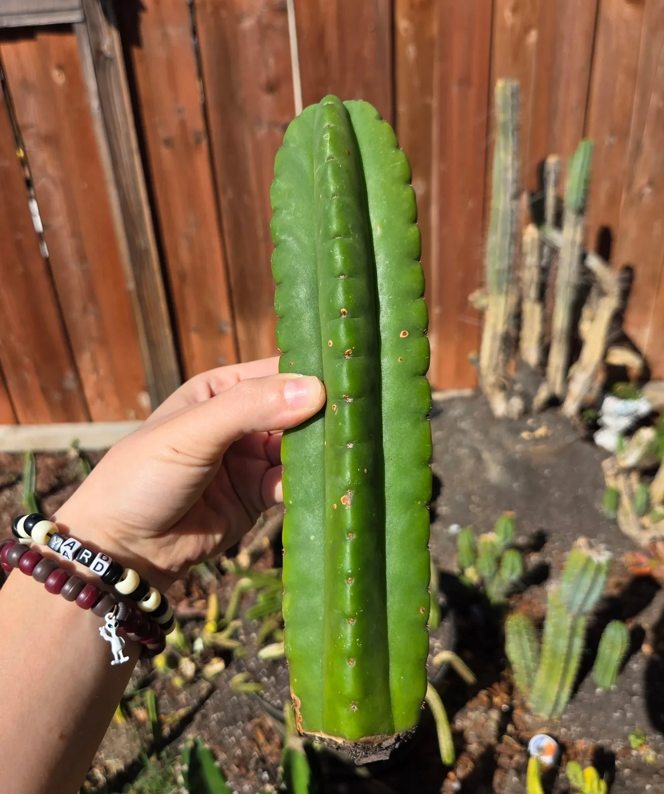 Scopulicola eBay Clone A, scopulicola cutting, grown in the yard.