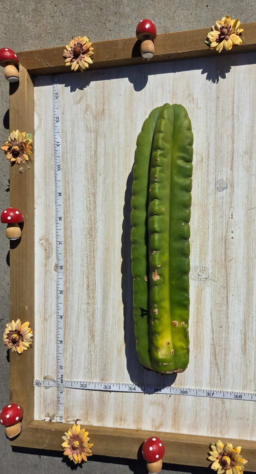 Scopulicola eBay Clone A, scopulicola cutting, grown in the yard.