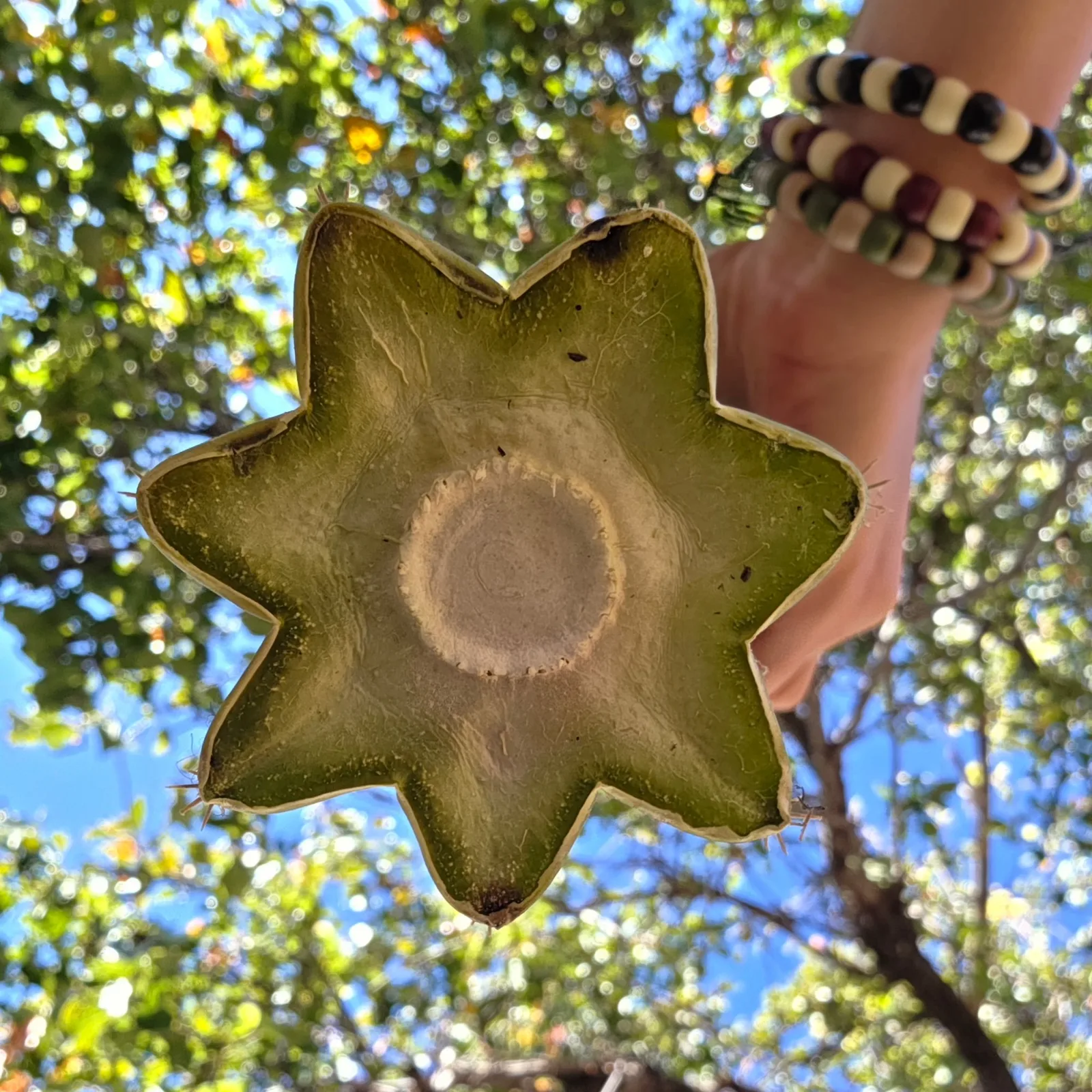 M4BB3 (Malo 4 x Betty Boom), hybrid grafted plant, grown in the yard.