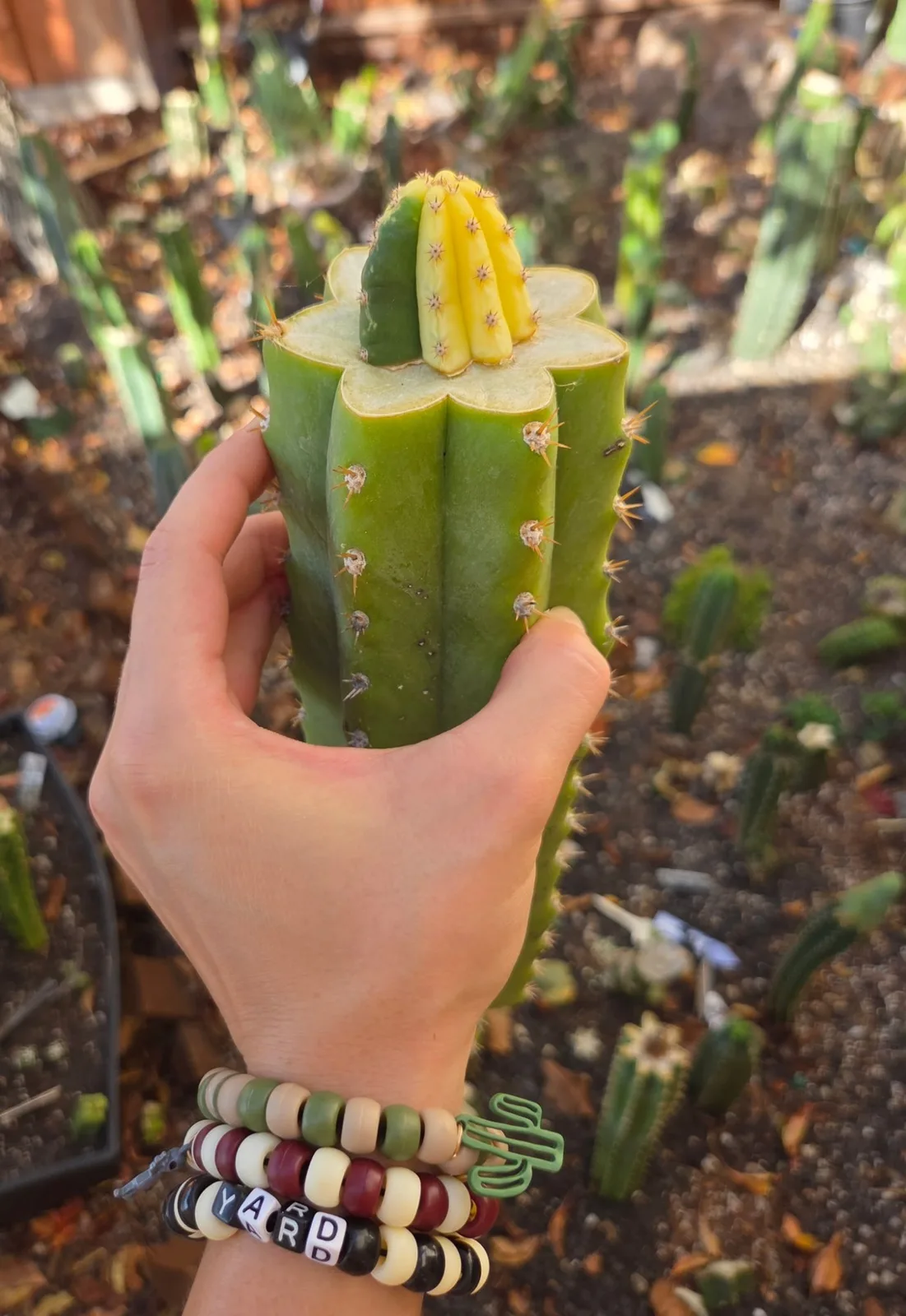 M4BB3 (Malo 4 x Betty Boom), hybrid grafted plant, grown in the yard.