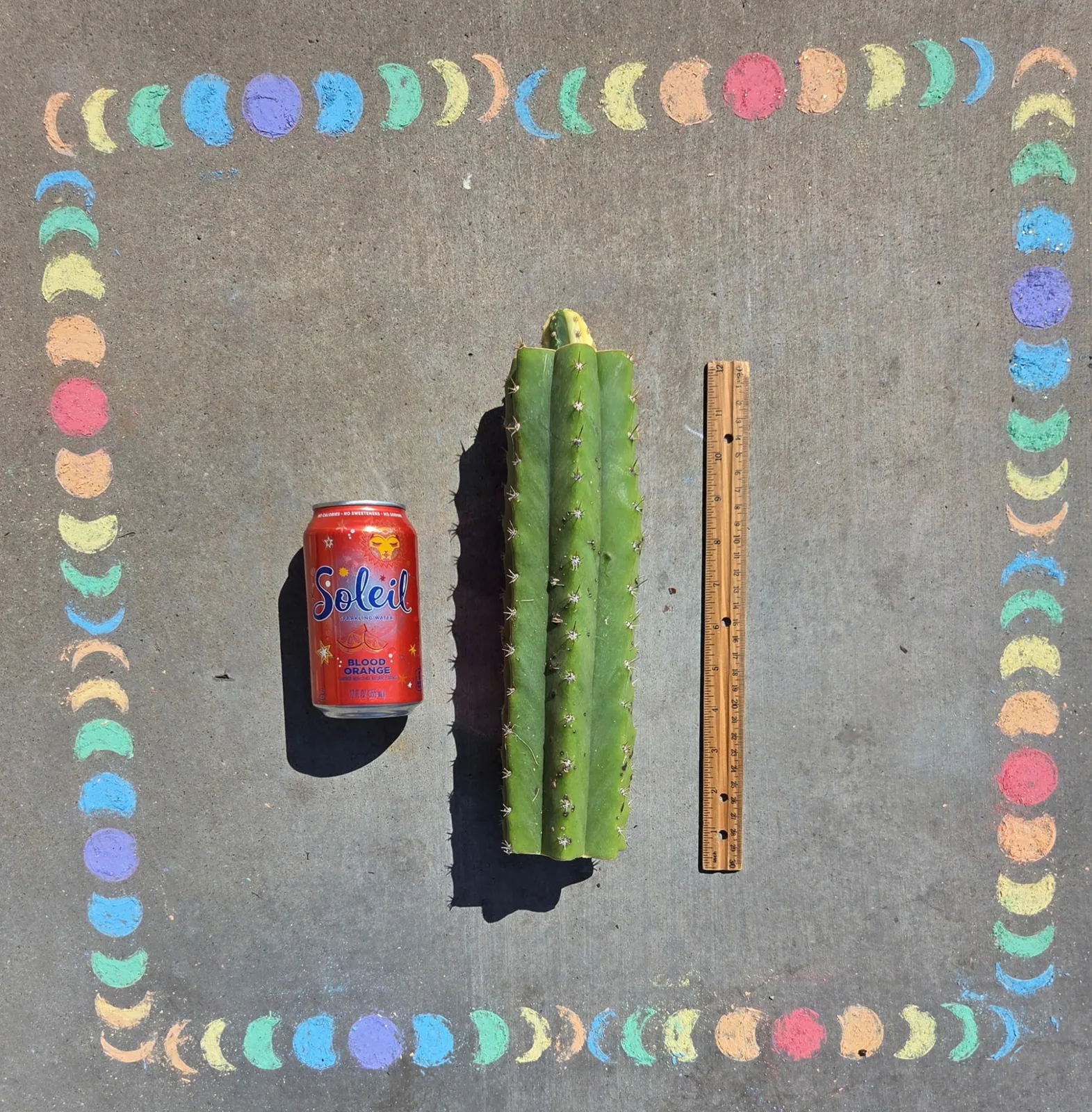M4BB3 (Malo 4 x Betty Boom), hybrid grafted plant, grown in the yard.
