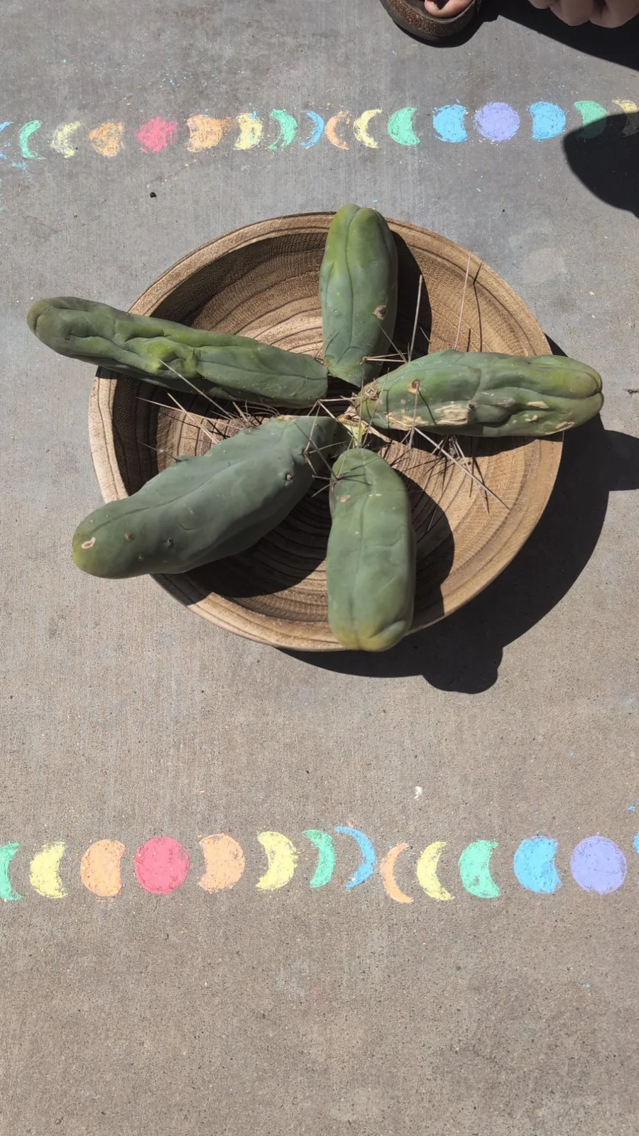 TBMA, bridgesii cutting, grown in the yard, monstrose.