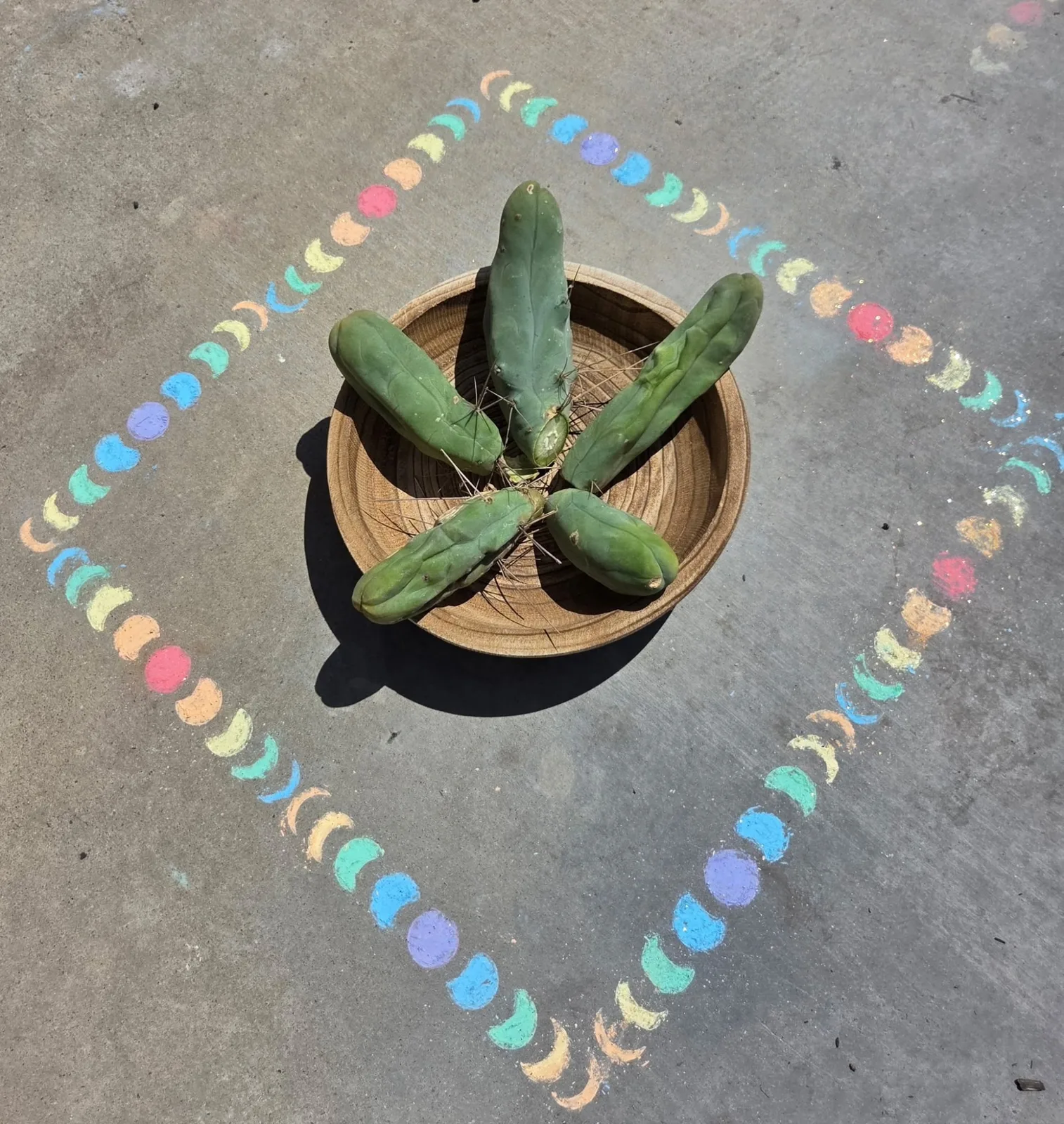 TBMA, bridgesii cutting, grown in the yard, monstrose.