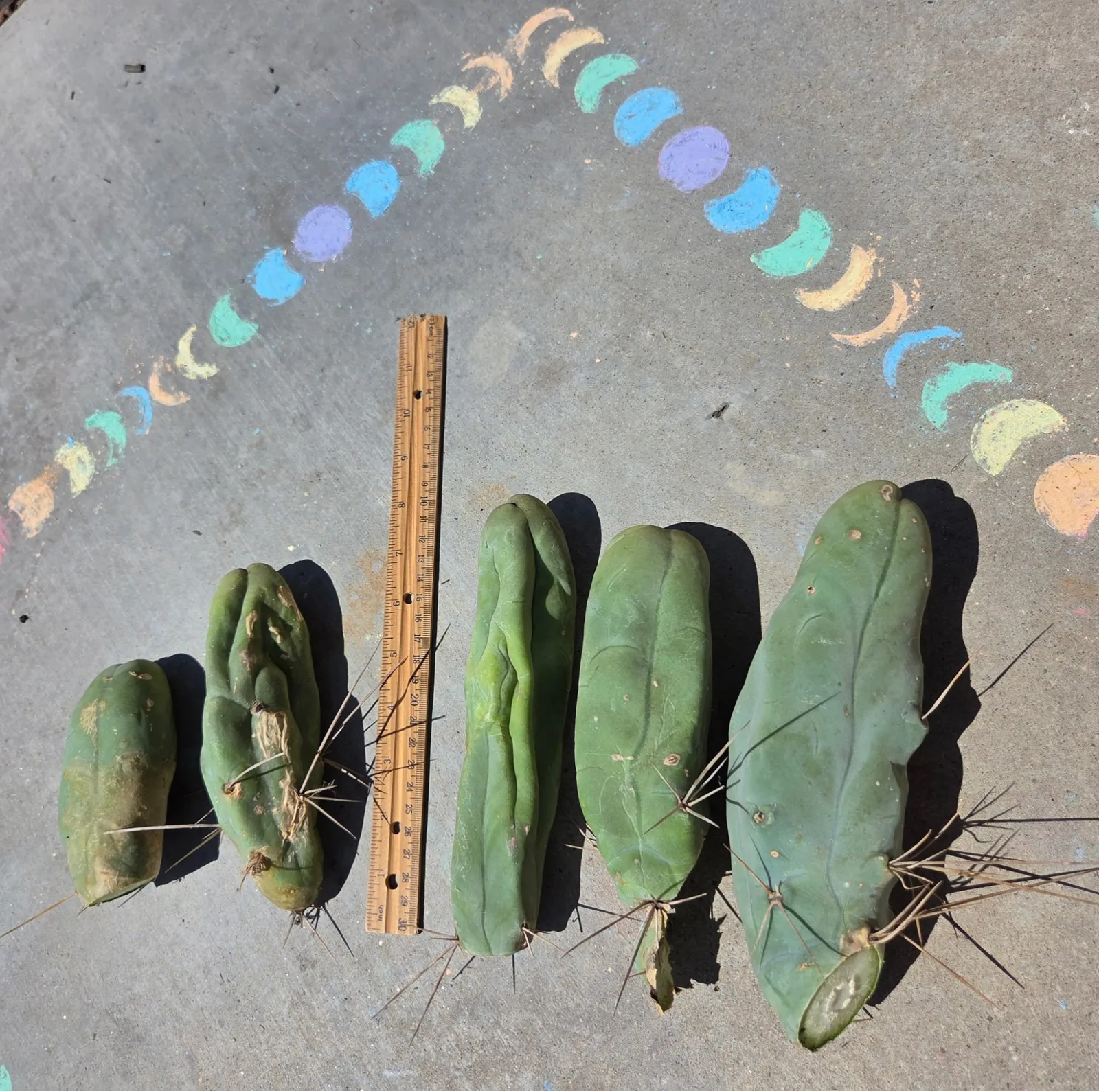 TBMA, bridgesii cutting, grown in the yard, monstrose.