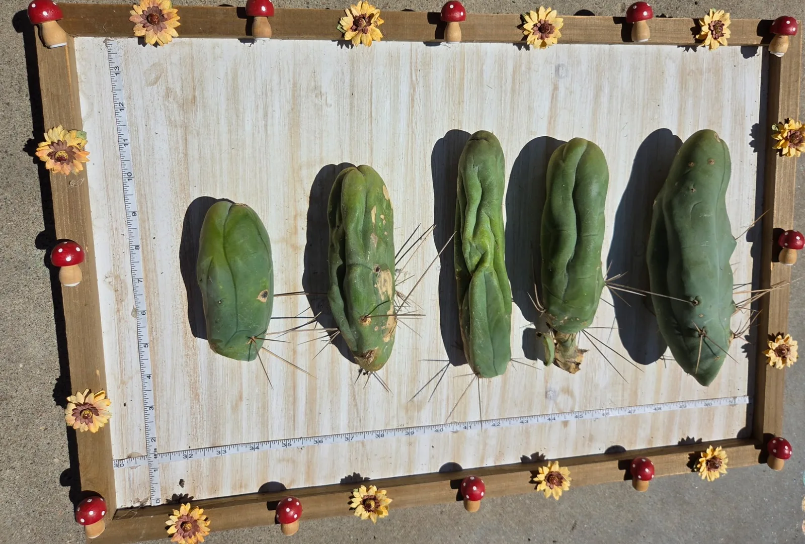 TBMA, bridgesii cutting, grown in the yard, monstrose.