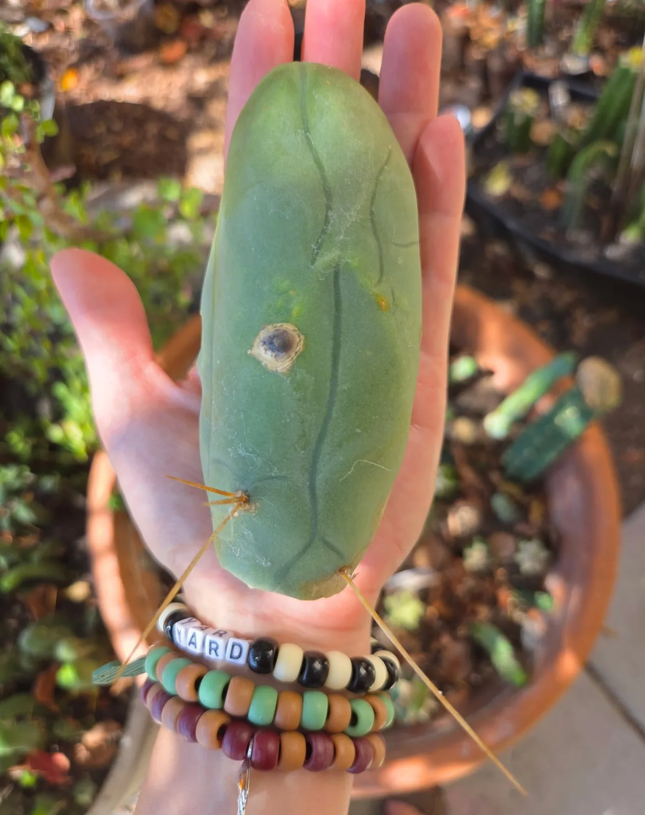 TBMA, bridgesii cutting, grown in the yard, monstrose.