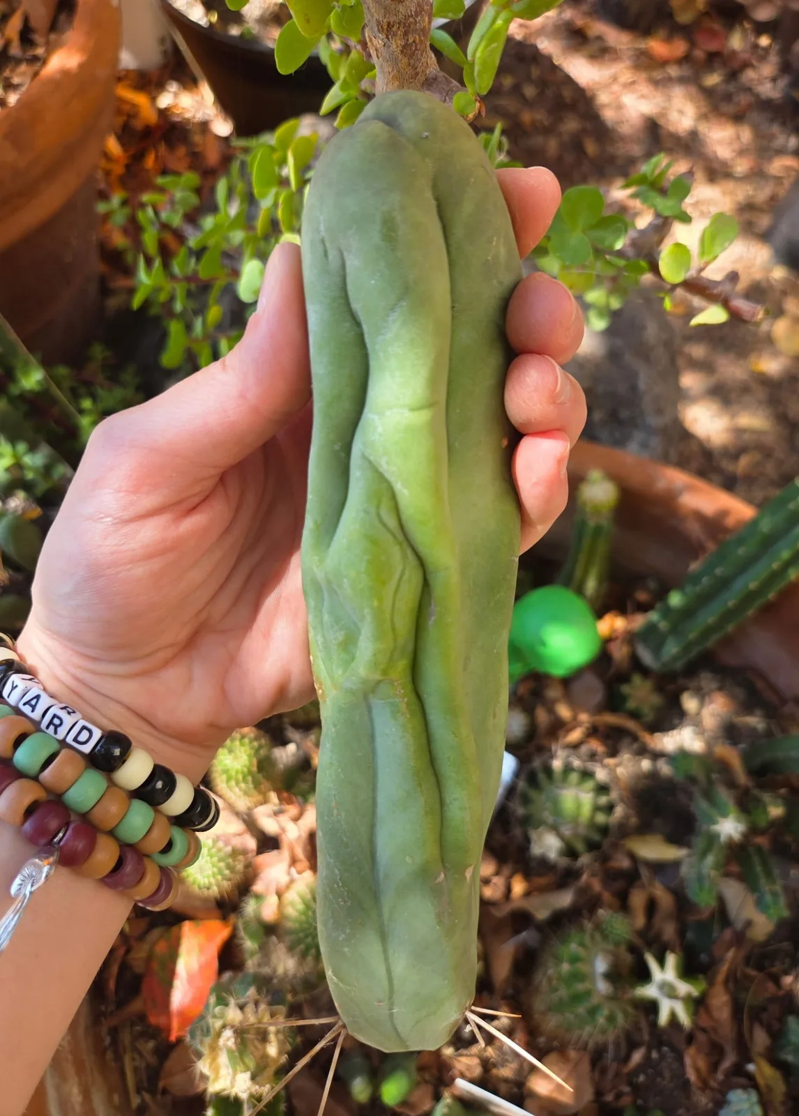 TBMA, bridgesii cutting, grown in the yard, monstrose.