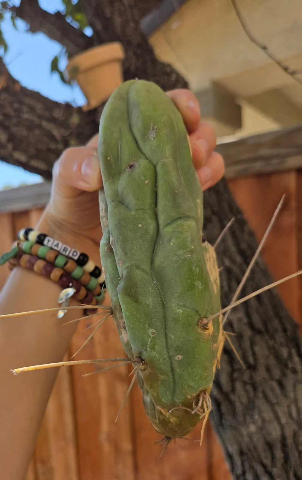 TBMA, bridgesii cutting, grown in the yard, monstrose.
