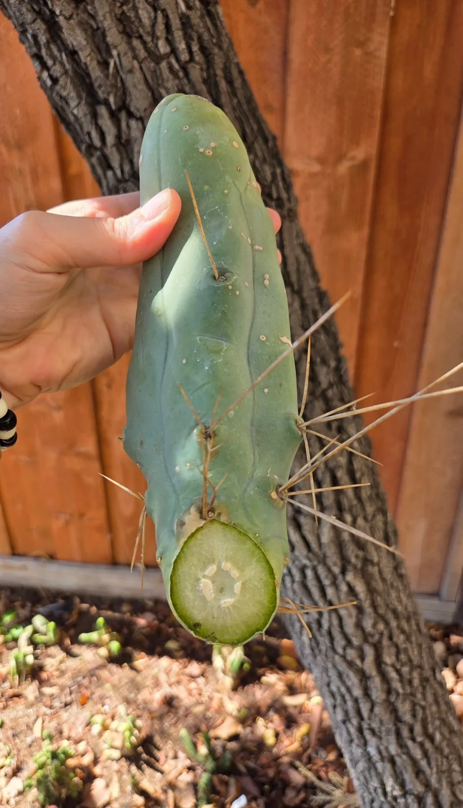 TBMA, bridgesii cutting, grown in the yard, monstrose.