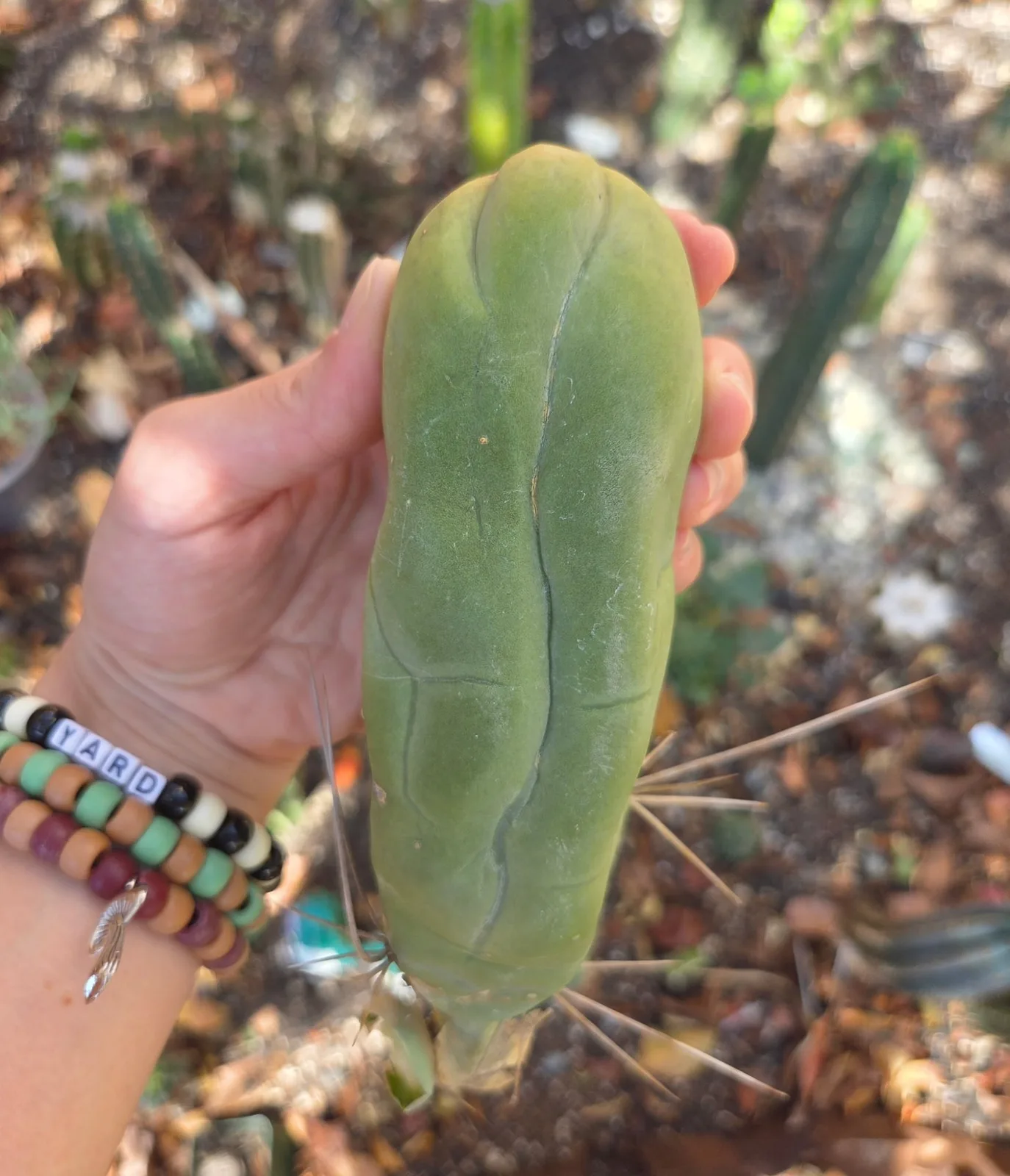 TBMA, bridgesii cutting, grown in the yard, monstrose.