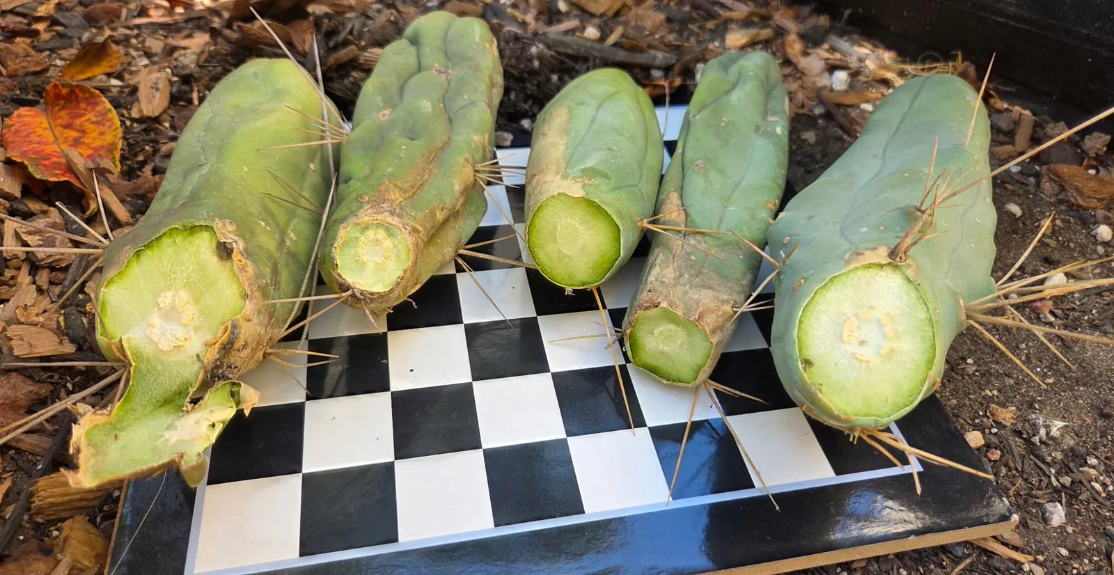 TBMA, bridgesii cutting, grown in the yard, monstrose.