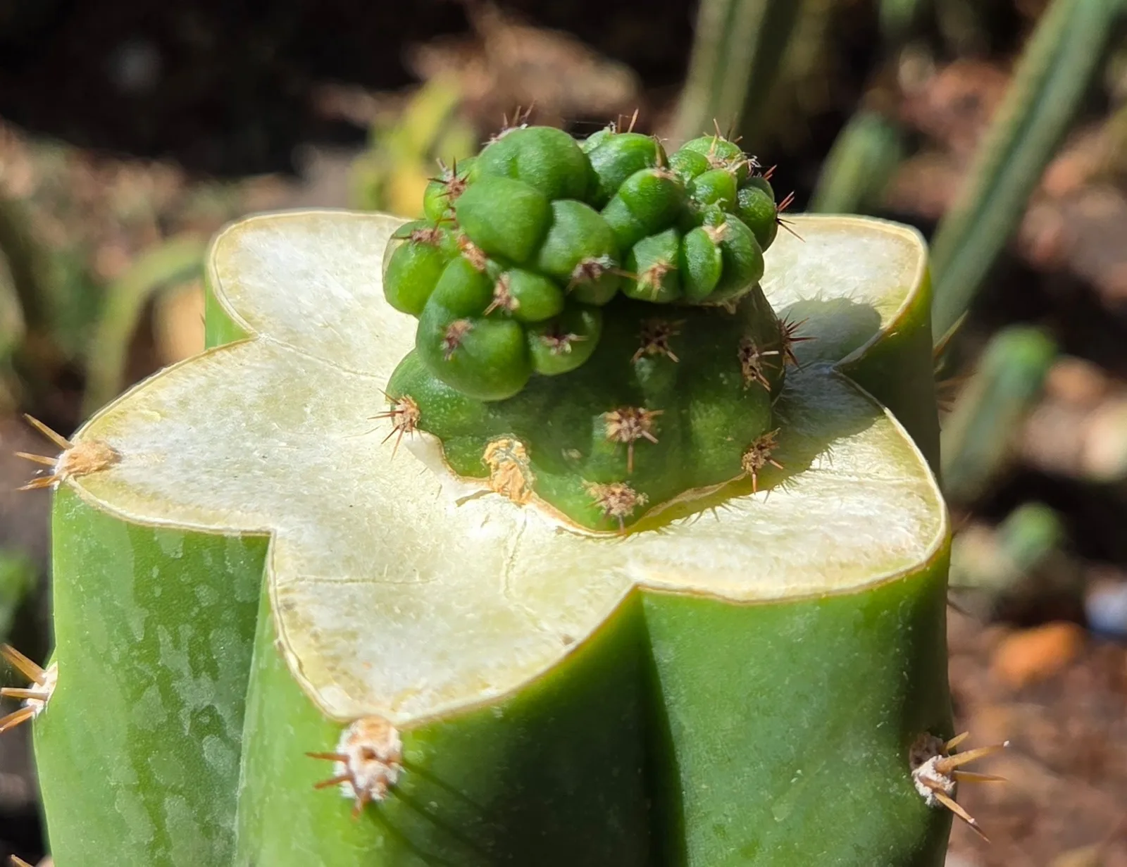 Pumacayan Stacker, Other Trichocereus grafted plant, grown in the yard.