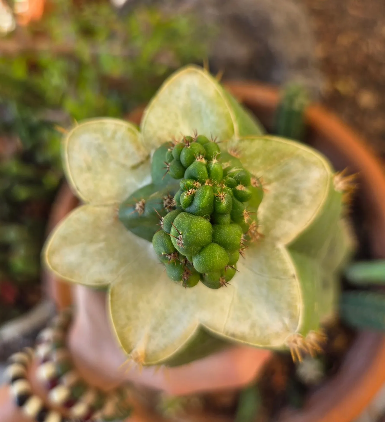 Pumacayan Stacker, Other Trichocereus grafted plant, grown in the yard.