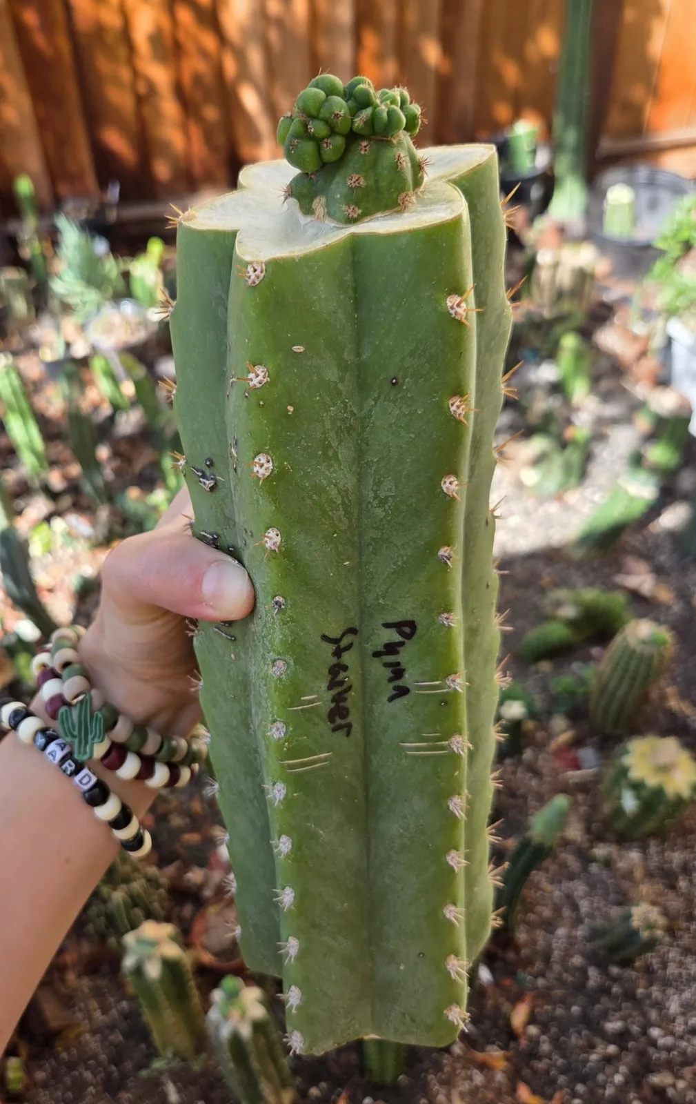Pumacayan Stacker, Other Trichocereus grafted plant, grown in the yard.