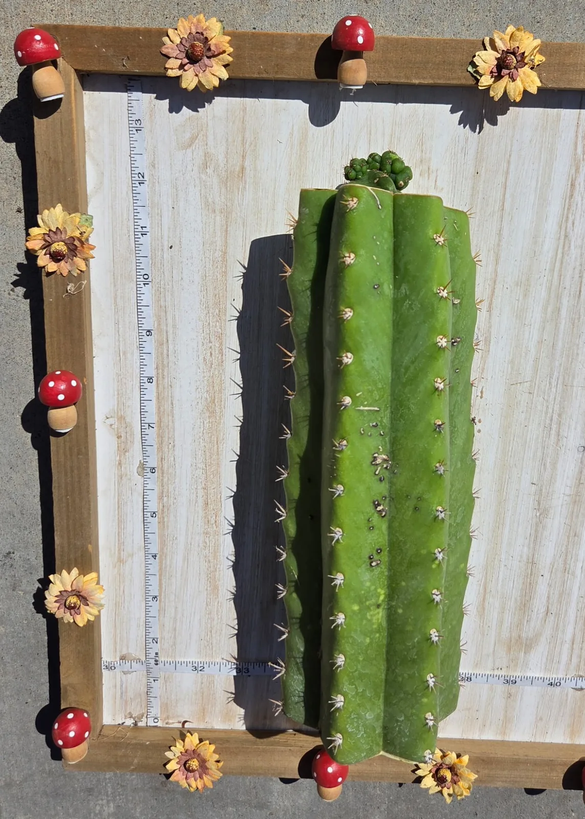 Pumacayan Stacker, Other Trichocereus grafted plant, grown in the yard.