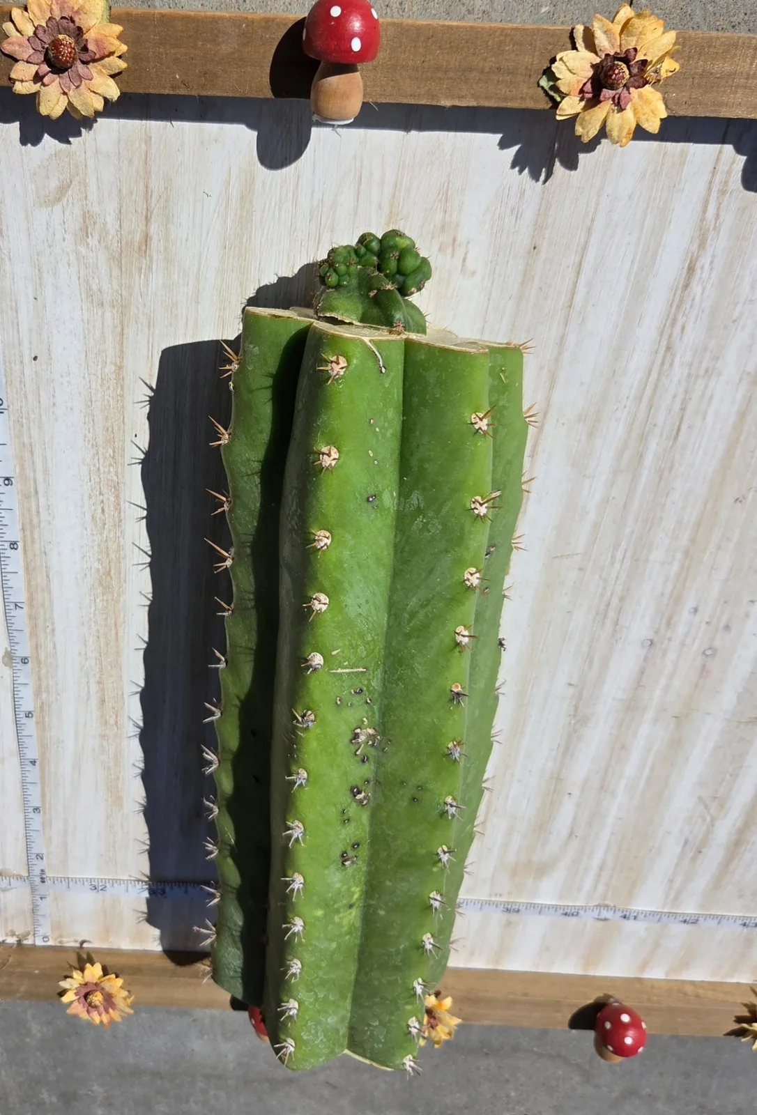 Pumacayan Stacker, Other Trichocereus grafted plant, grown in the yard.