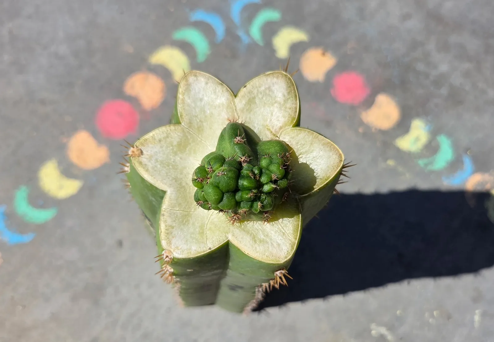 Pumacayan Stacker, Other Trichocereus grafted plant, grown in the yard.