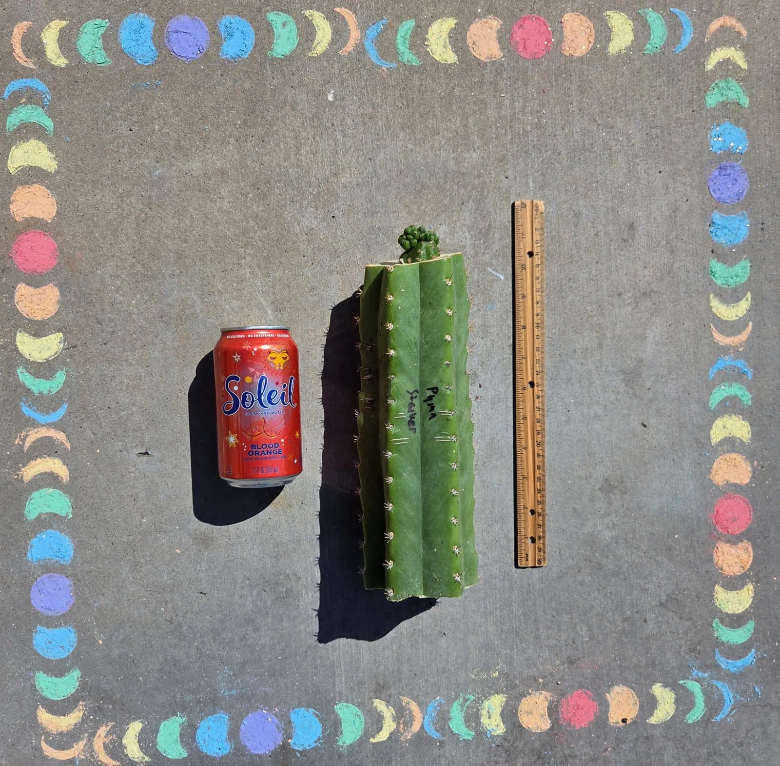 Pumacayan Stacker, Other Trichocereus grafted plant, grown in the yard.