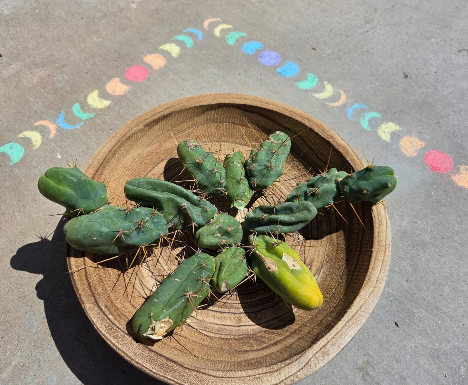 Tbmb, bridgesii cutting, grown in the yard. Spines a specialist reference says the spines show even on a small plant, which is one of the ways this form is told from the long one.