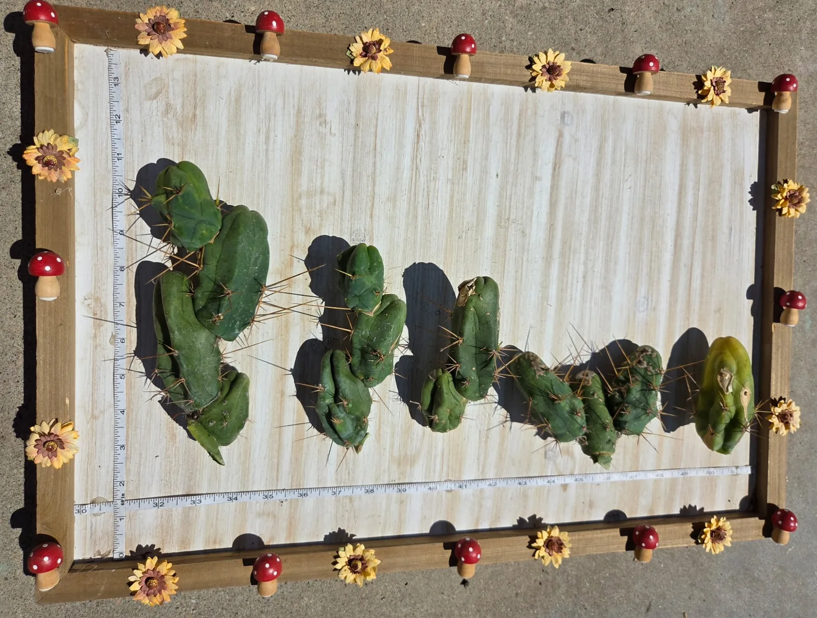 Tbmb, bridgesii cutting, grown in the yard. Spines a specialist reference says the spines show even on a small plant, which is one of the ways this form is told from the long one.
