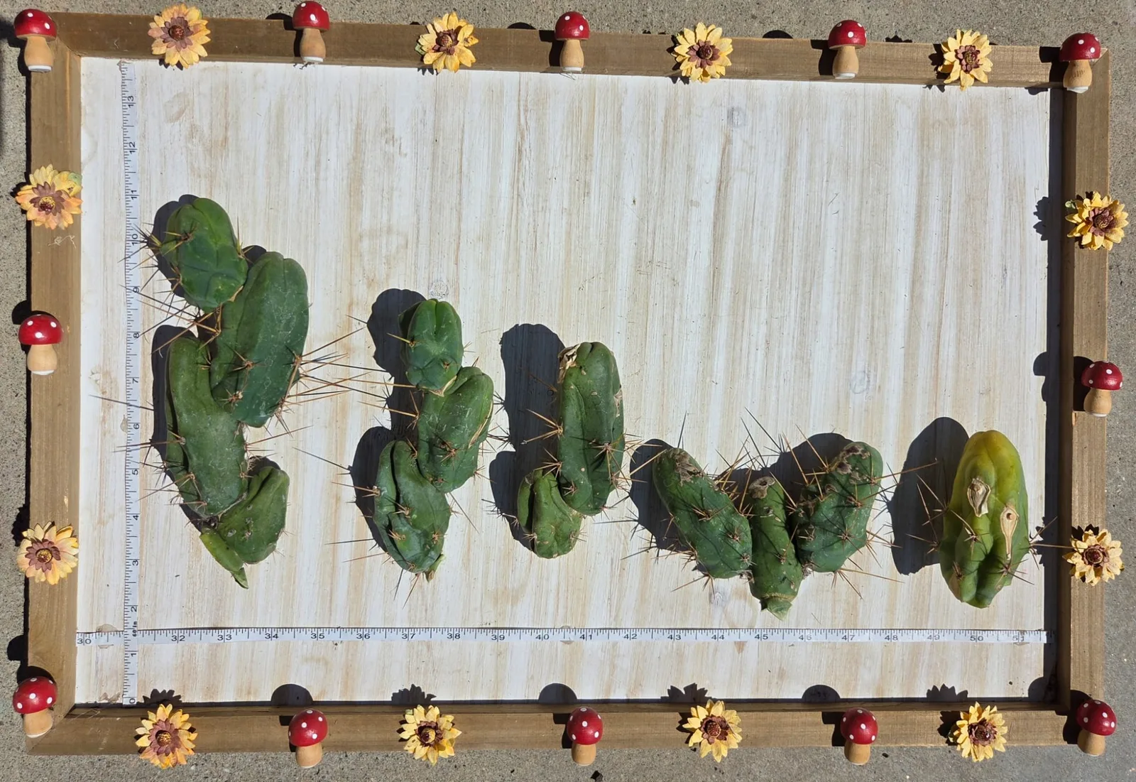 Tbmb, bridgesii cutting, grown in the yard. Spines a specialist reference says the spines show even on a small plant, which is one of the ways this form is told from the long one.