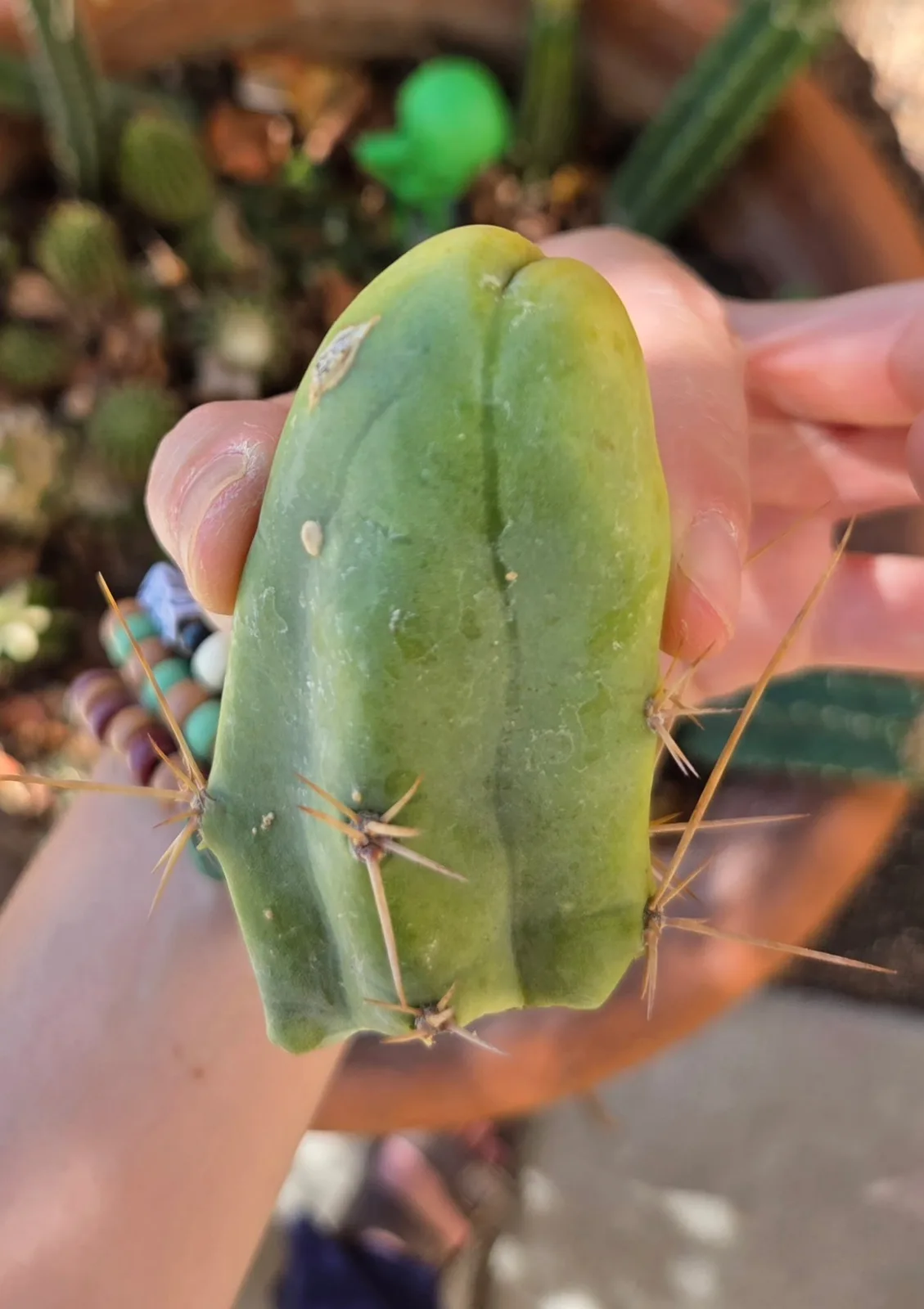 Tbmb, bridgesii cutting, grown in the yard. Spines a specialist reference says the spines show even on a small plant, which is one of the ways this form is told from the long one.