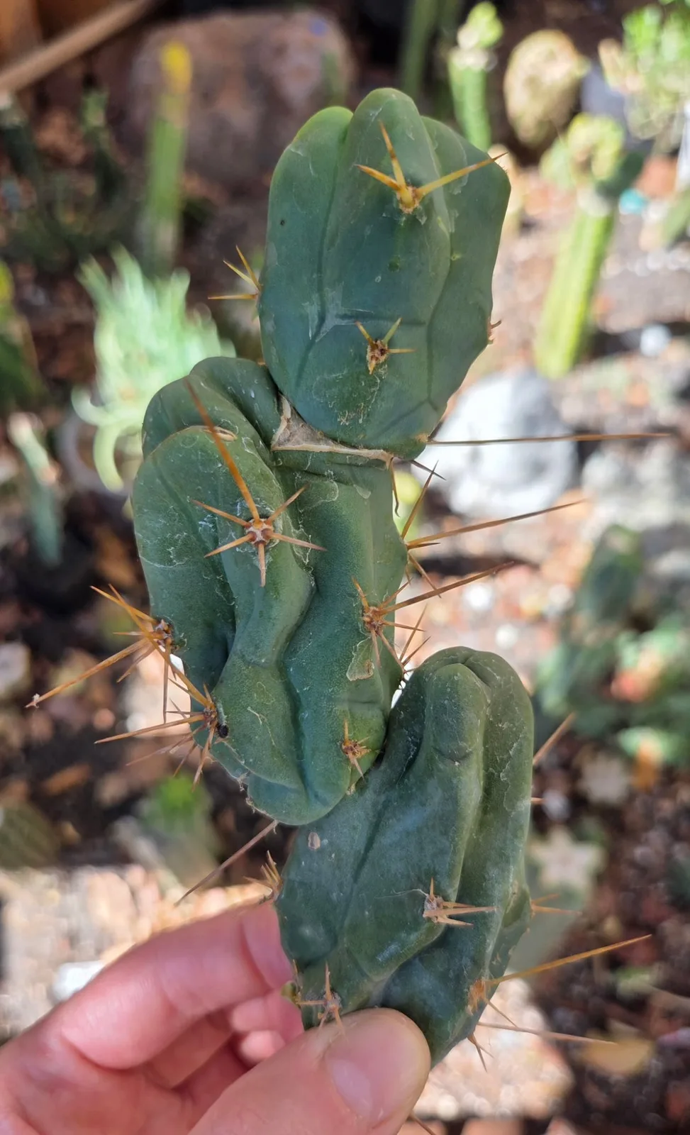 Tbmb, bridgesii cutting, grown in the yard. Spines a specialist reference says the spines show even on a small plant, which is one of the ways this form is told from the long one.