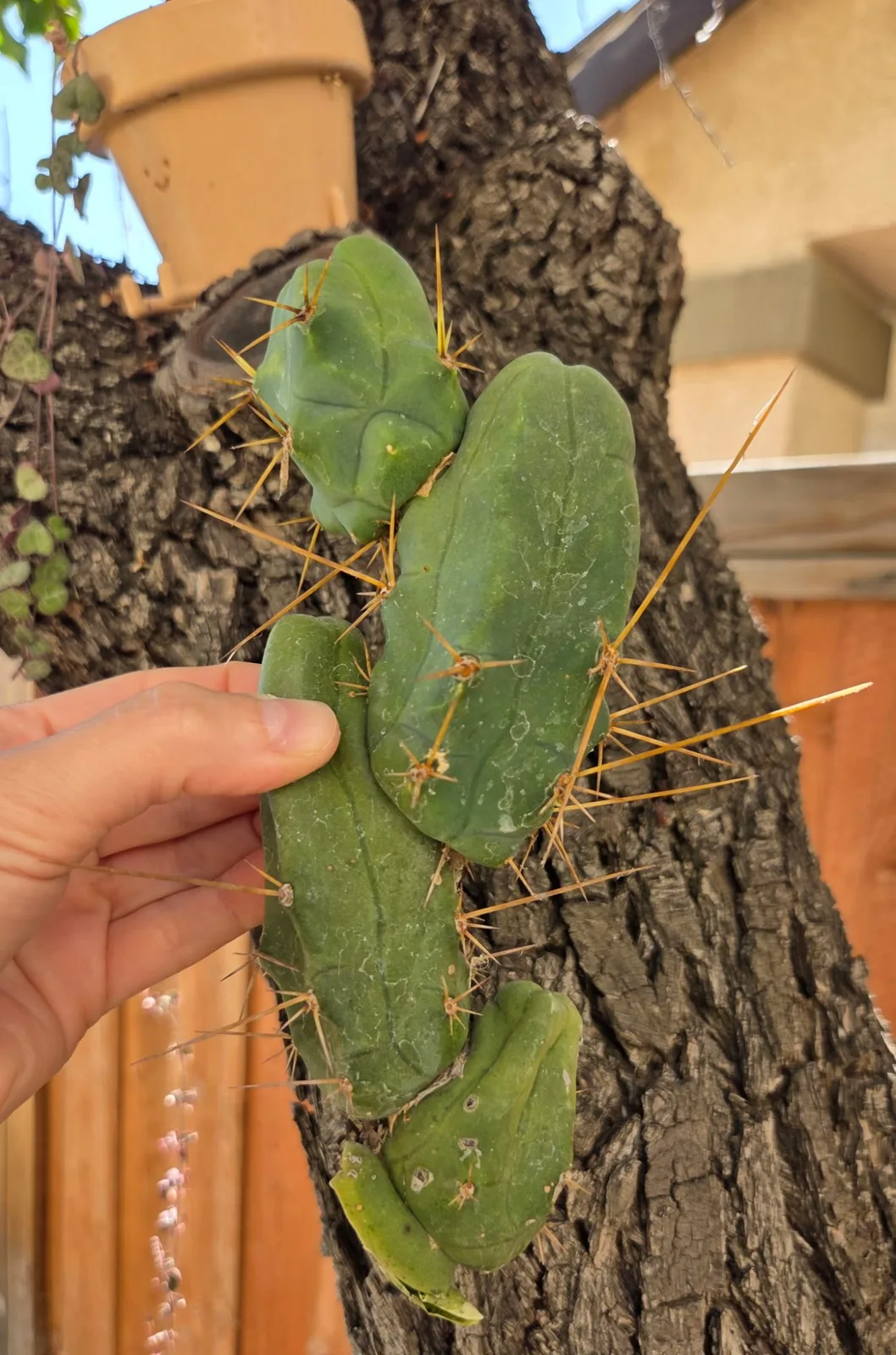 Tbmb, bridgesii cutting, grown in the yard. Spines a specialist reference says the spines show even on a small plant, which is one of the ways this form is told from the long one.