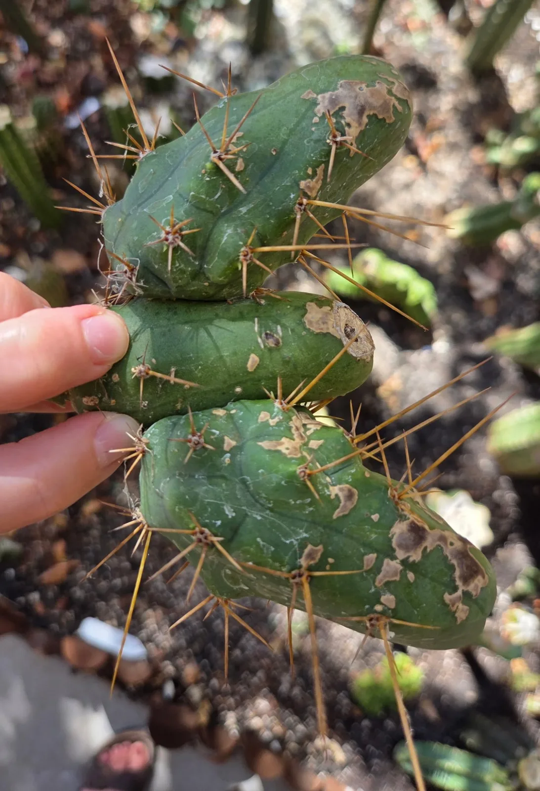Tbmb, bridgesii cutting, grown in the yard. Spines a specialist reference says the spines show even on a small plant, which is one of the ways this form is told from the long one.