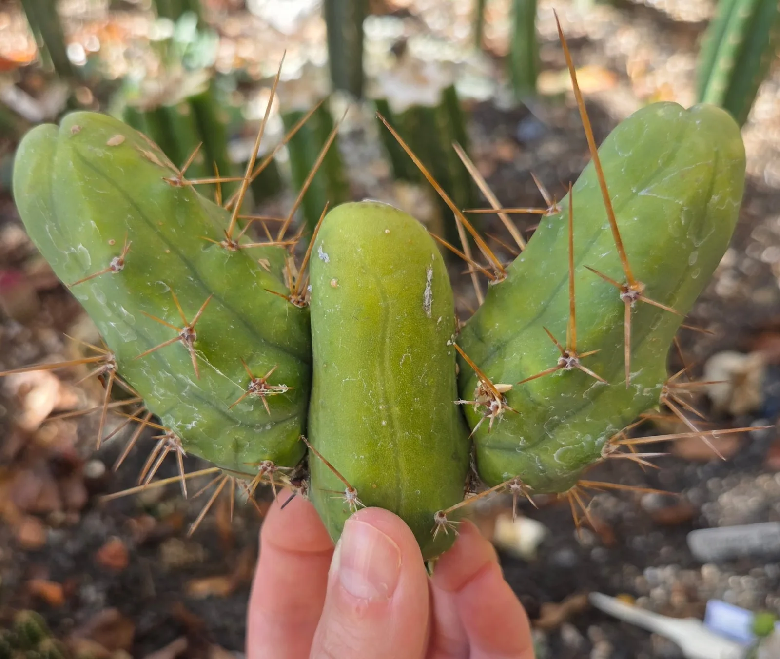 Tbmb, bridgesii cutting, grown in the yard. Spines a specialist reference says the spines show even on a small plant, which is one of the ways this form is told from the long one.