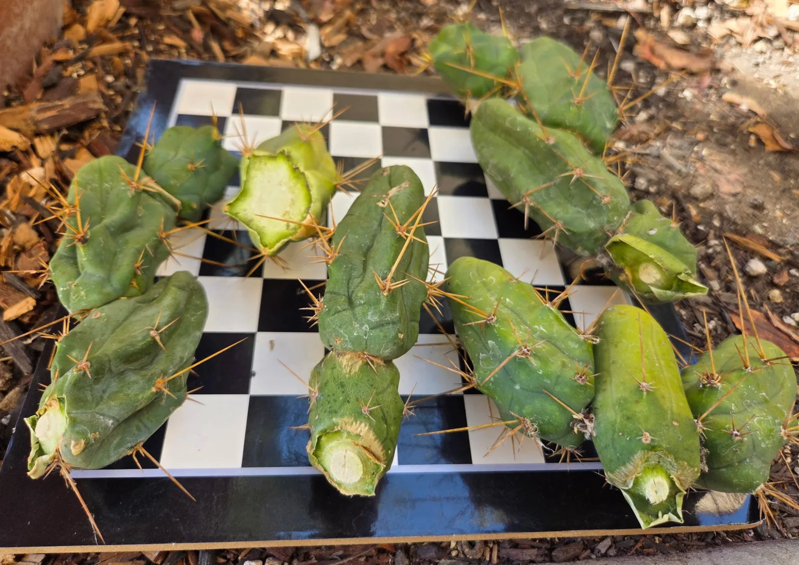 Tbmb, bridgesii cutting, grown in the yard. Spines a specialist reference says the spines show even on a small plant, which is one of the ways this form is told from the long one.