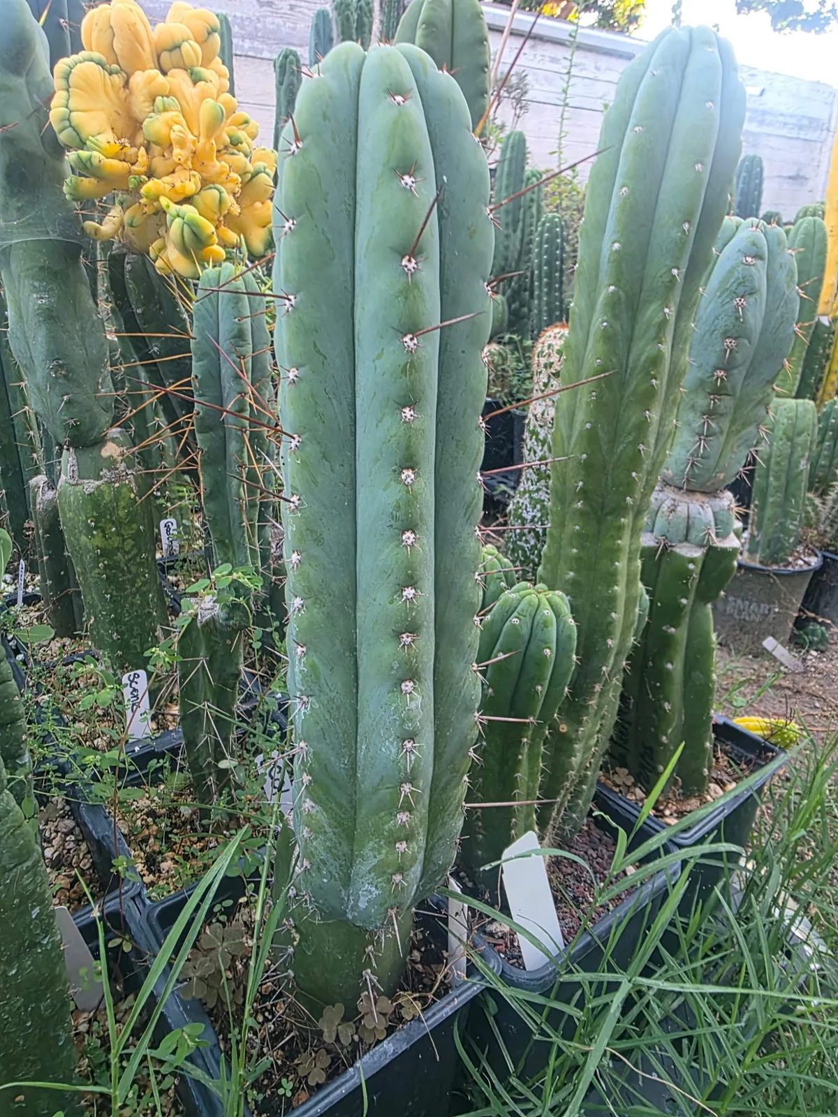 Olivia x Sharxx, cutting, grown by MiddleAfter1547, 12 in long, 3 in thick.