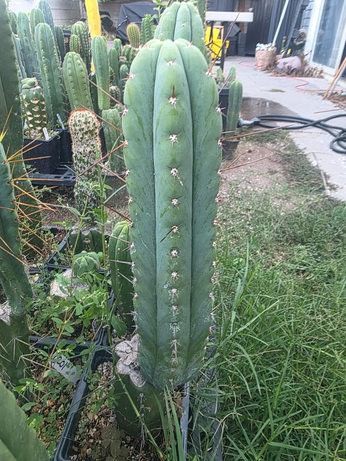 Olivia x Sharxx, cutting, grown by MiddleAfter1547, 12 in long, 3 in thick.