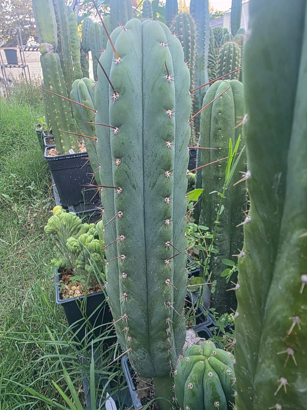 Olivia x Sharxx, cutting, grown by MiddleAfter1547, 12 in long, 3 in thick.