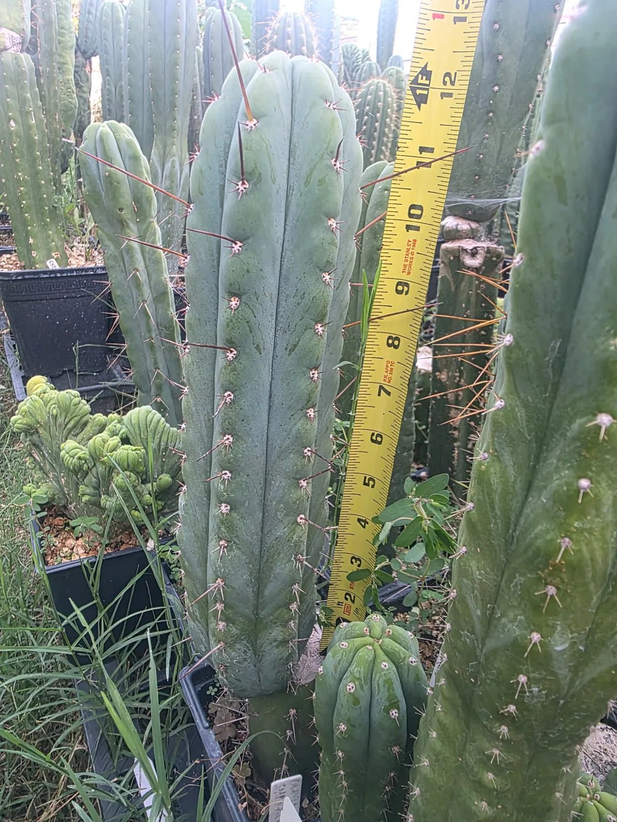 Olivia x Sharxx, cutting, grown by MiddleAfter1547, 12 in long, 3 in thick.