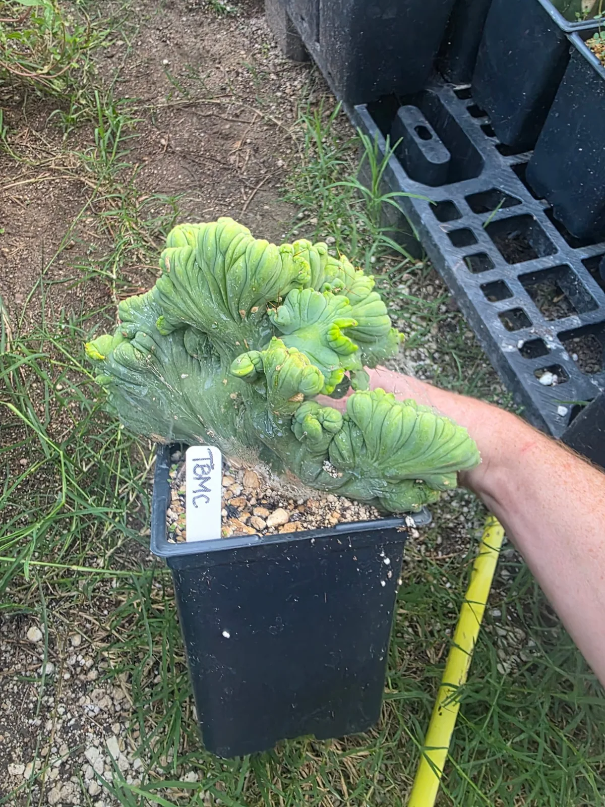 TBMC, bridgesii rooted plant, grown by MiddleAfter1547, crested.