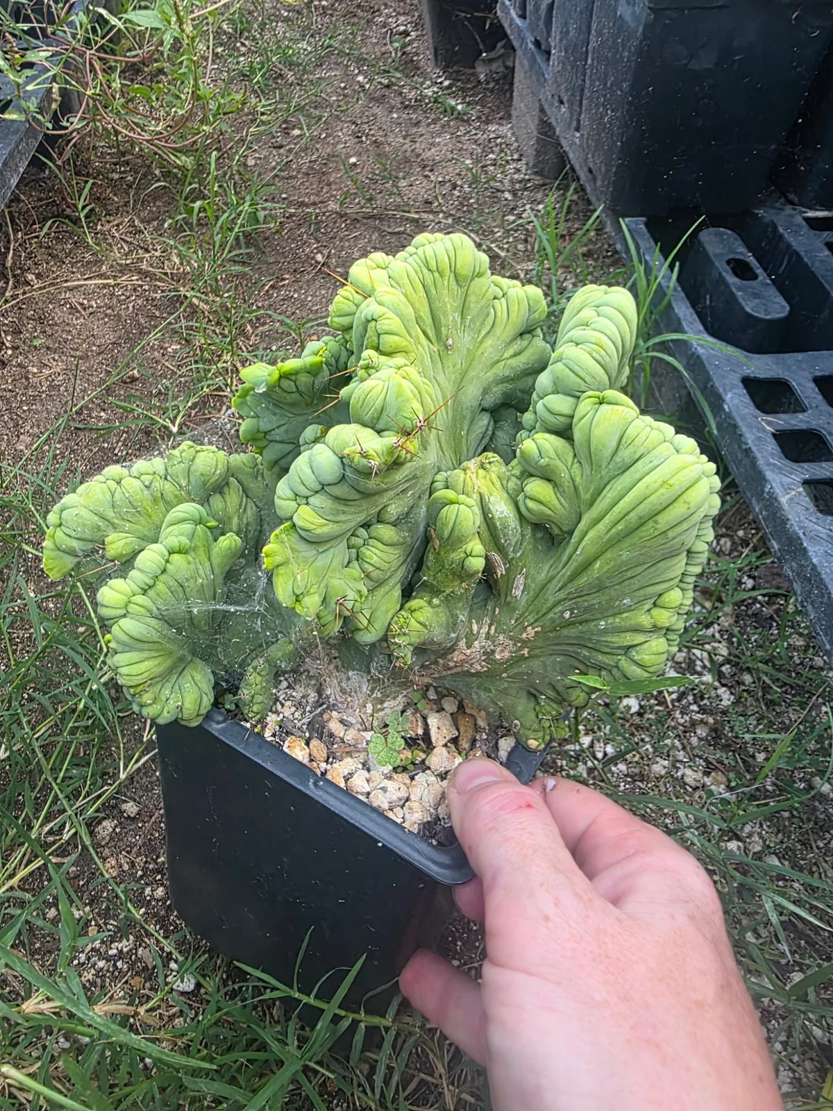 TBMC, bridgesii rooted plant, grown by MiddleAfter1547, crested.