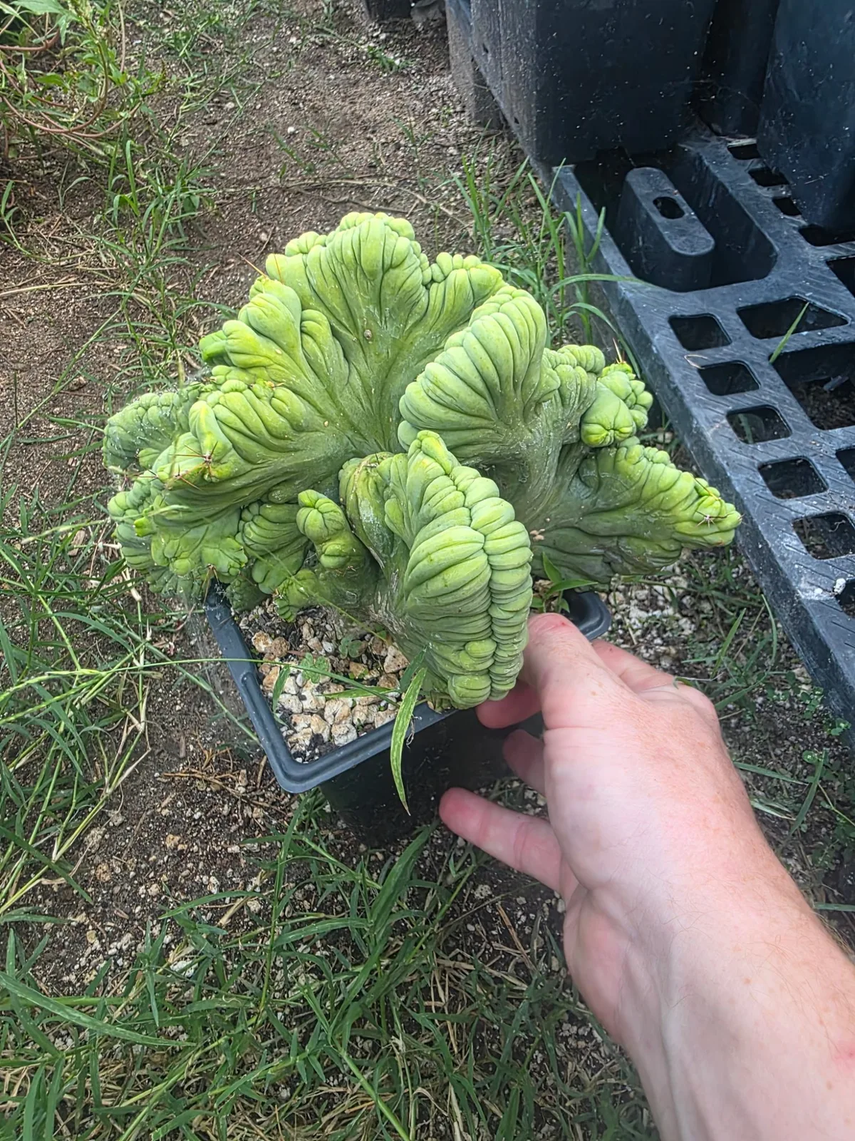 TBMC, bridgesii rooted plant, grown by MiddleAfter1547, crested.