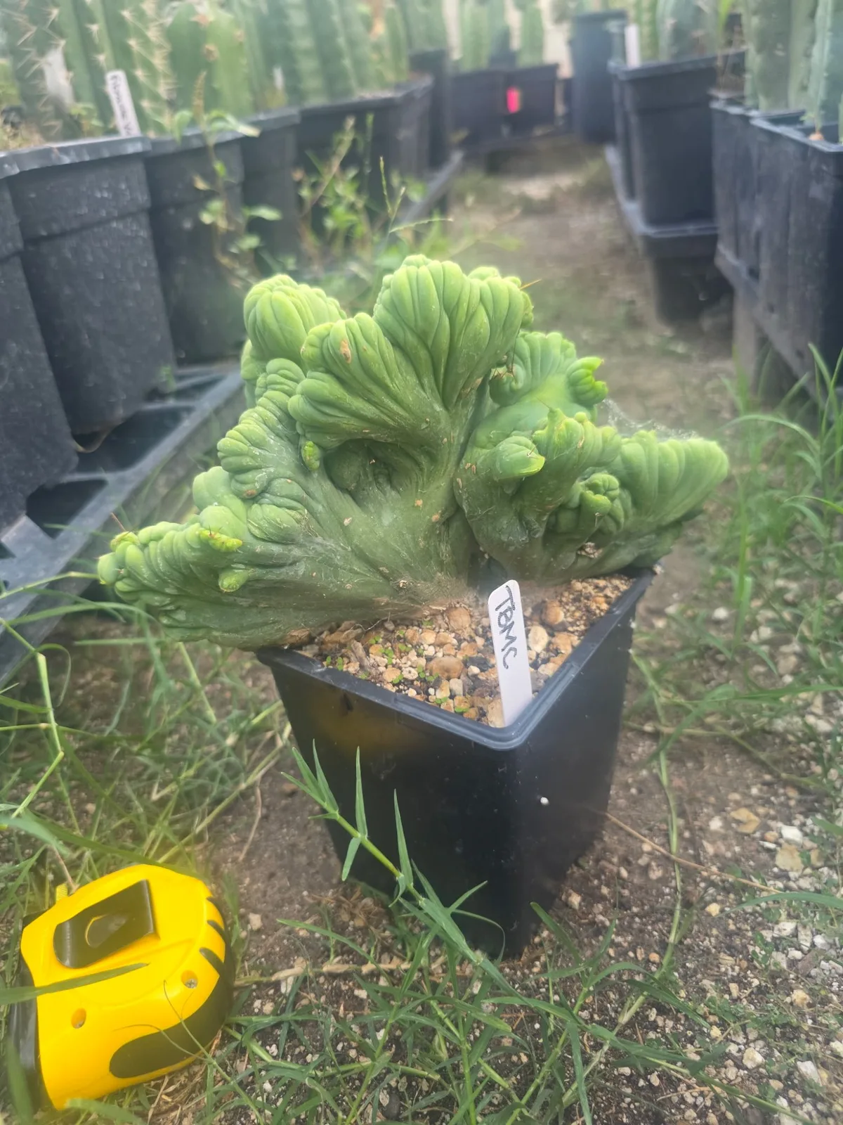 TBMC, bridgesii rooted plant, grown by MiddleAfter1547, crested.