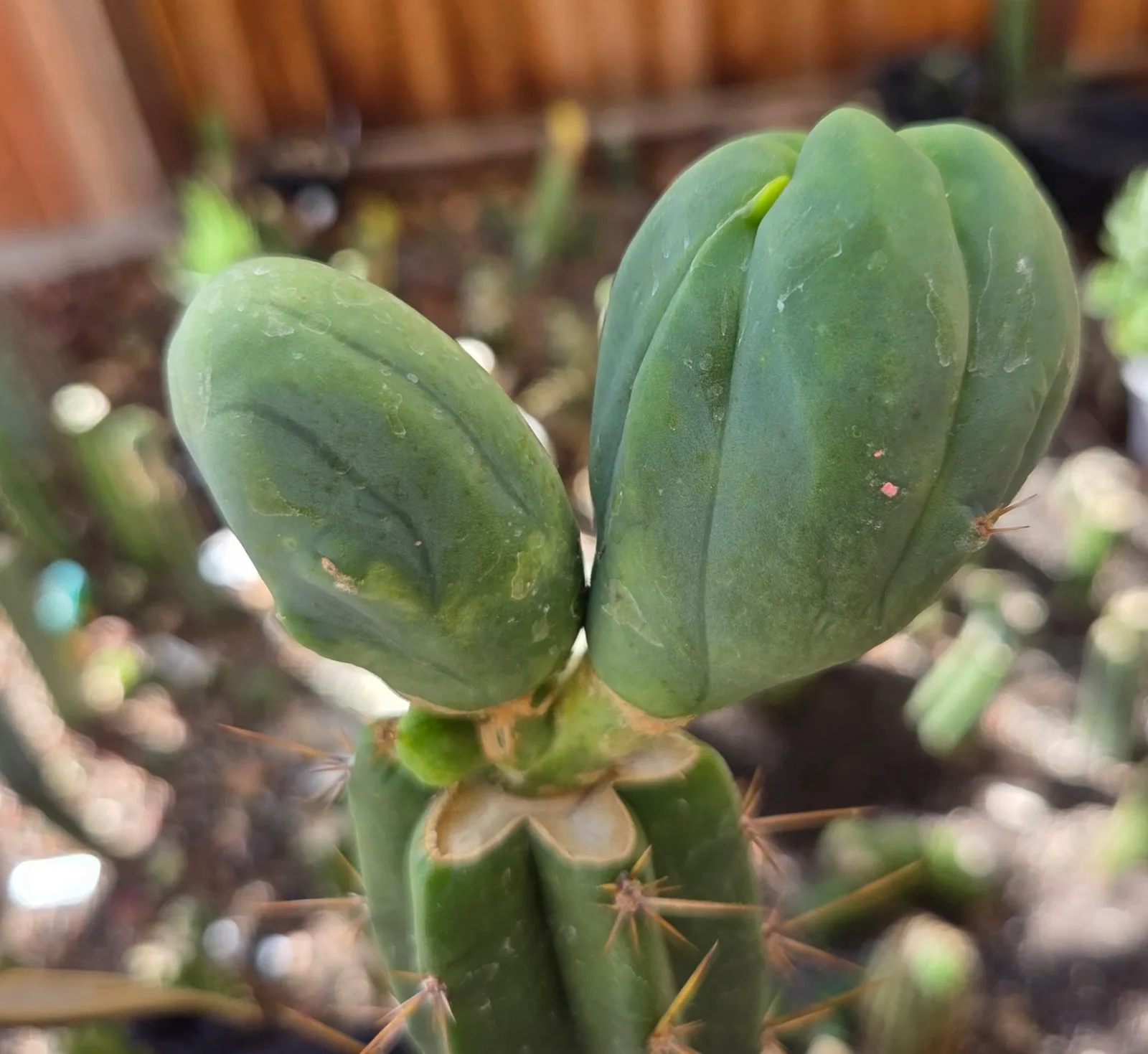 TBMC — grafted, bridgesii grafted plant, grown in the yard, crested, 13 in tall, 3 in wide.