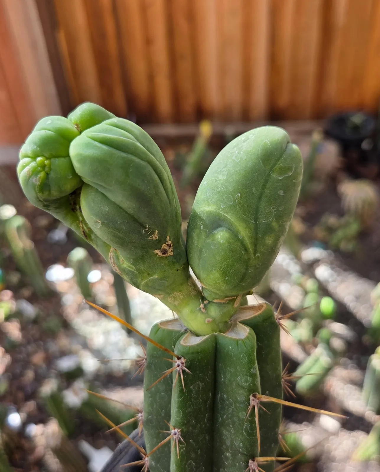 TBMC — grafted, bridgesii grafted plant, grown in the yard, crested, 13 in tall, 3 in wide.