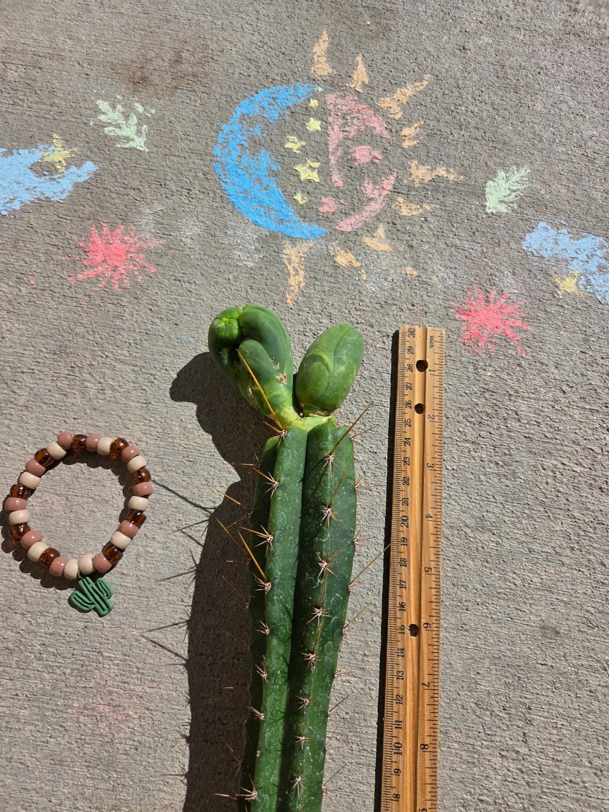 TBMC — grafted, bridgesii grafted plant, grown in the yard, crested, 13 in tall, 3 in wide.
