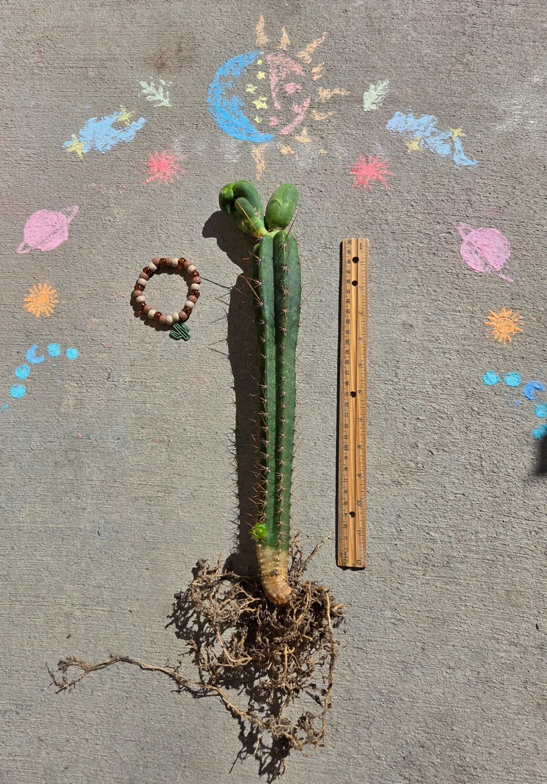 TBMC — grafted, bridgesii grafted plant, grown in the yard, crested, 13 in tall, 3 in wide.