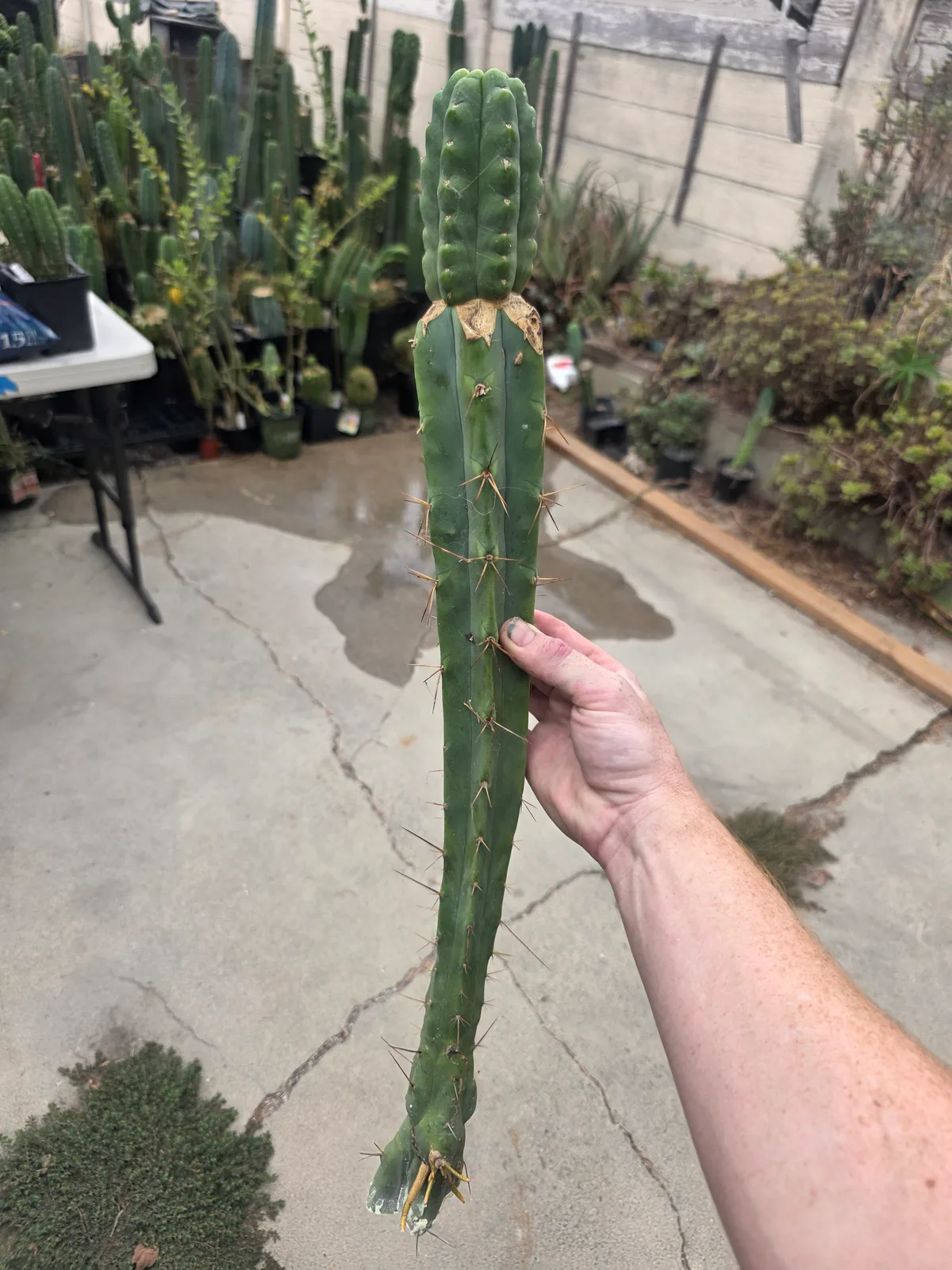 Runty Graft, grafted plant, grown by MiddleAfter1547, 24 in tall, 4 in wide.