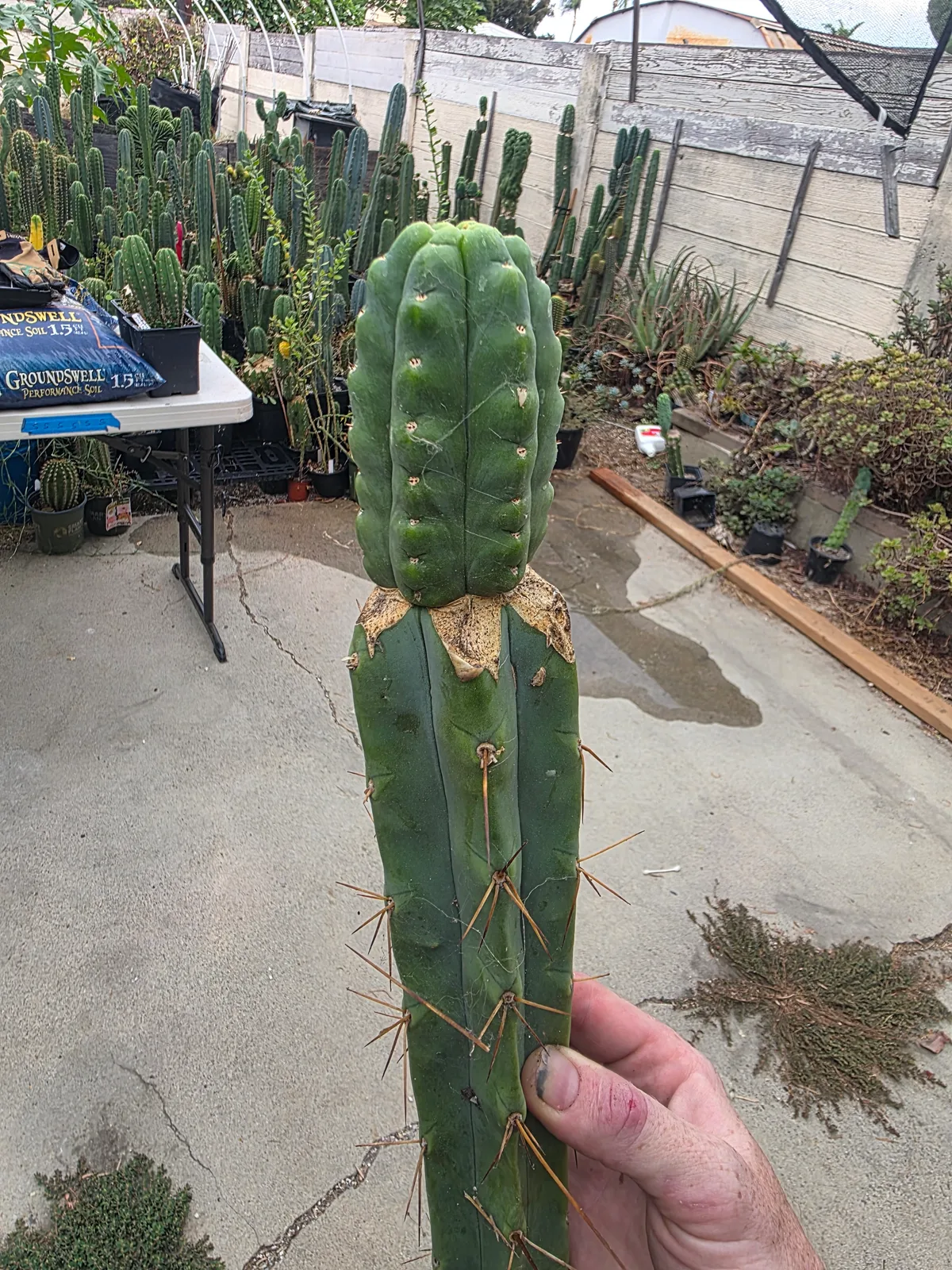 Runty Graft, grafted plant, grown by MiddleAfter1547, 24 in tall, 4 in wide.