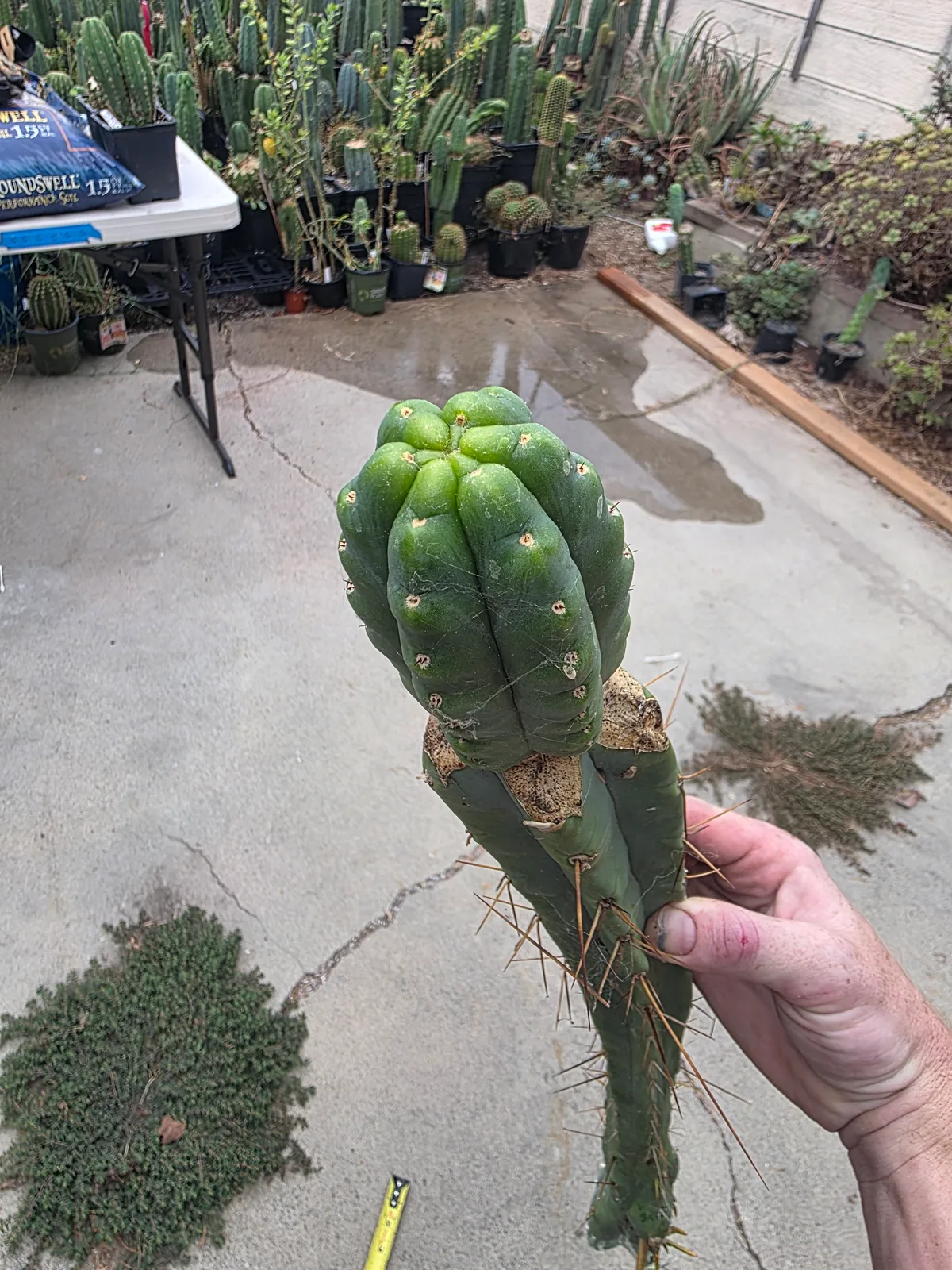 Runty Graft, grafted plant, grown by MiddleAfter1547, 24 in tall, 4 in wide.