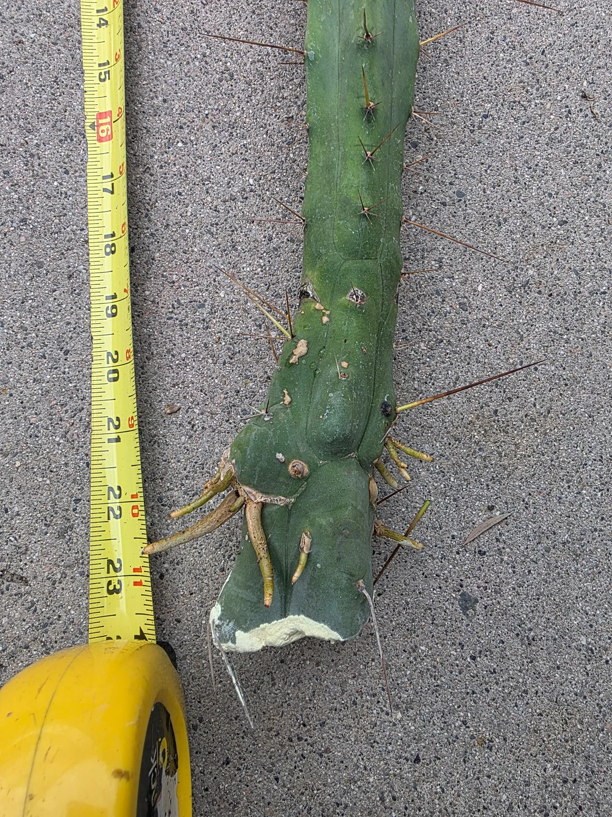 Runty Graft, grafted plant, grown by MiddleAfter1547, 24 in tall, 4 in wide.