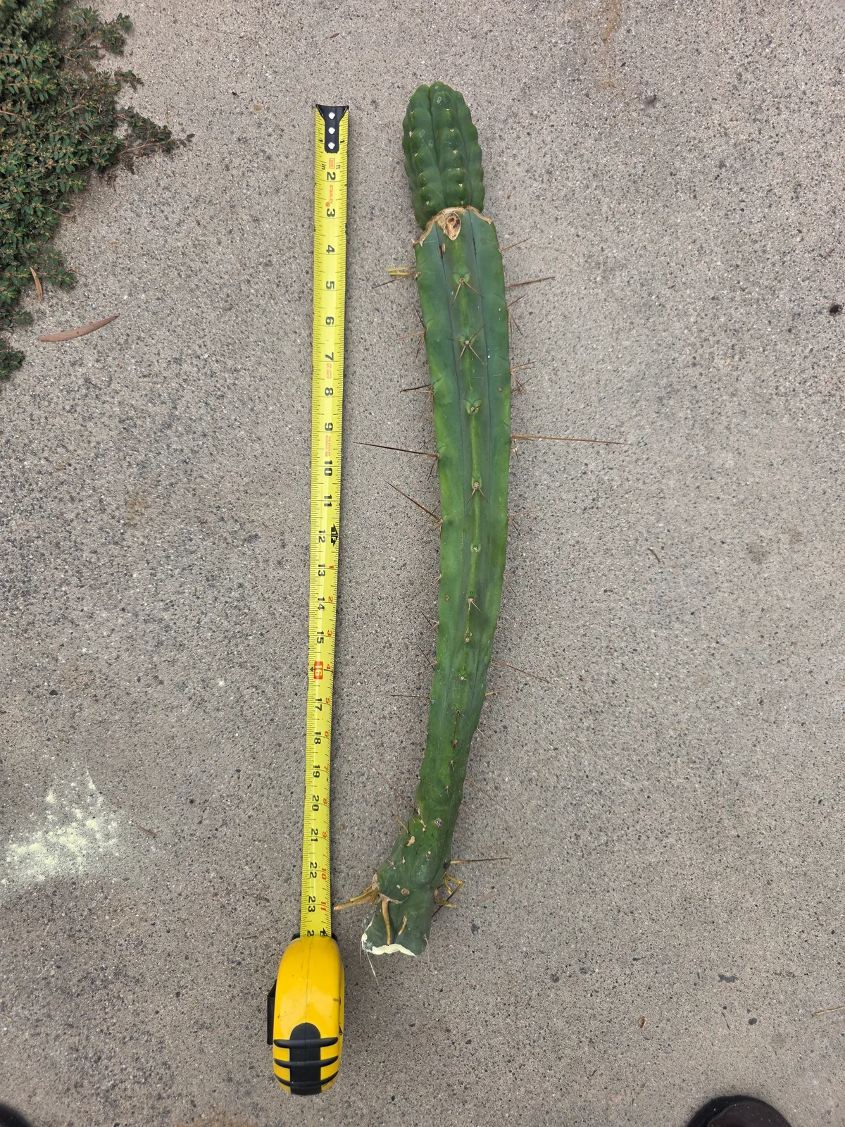 Runty Graft, grafted plant, grown by MiddleAfter1547, 24 in tall, 4 in wide.
