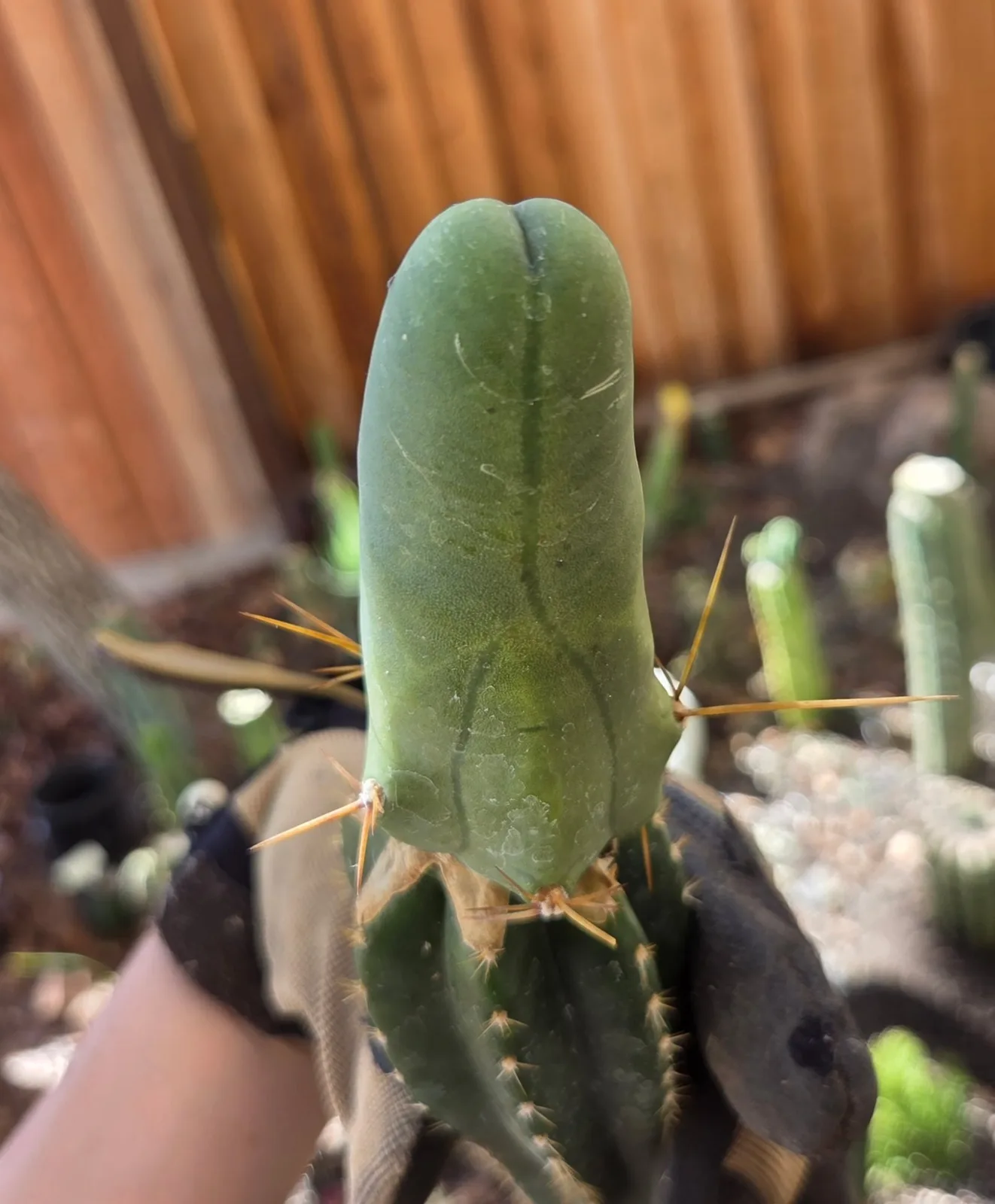 TBMB, bridgesii grafted plant, grown in the yard, 12 in tall, 2 in wide. Spines a specialist reference says the spines show even on a small plant, which is one of the ways this form is told from the long one.
